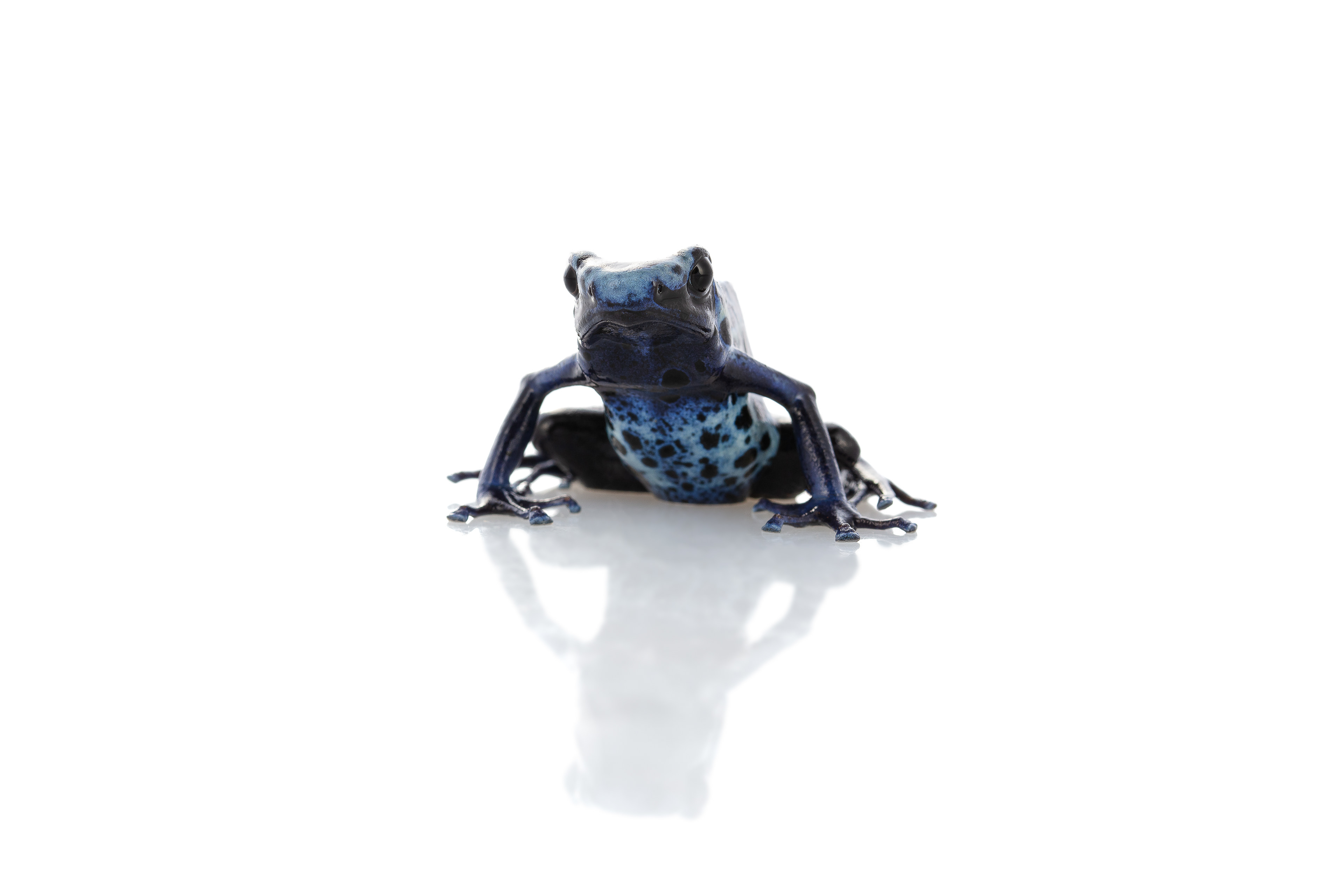 Dart Frog