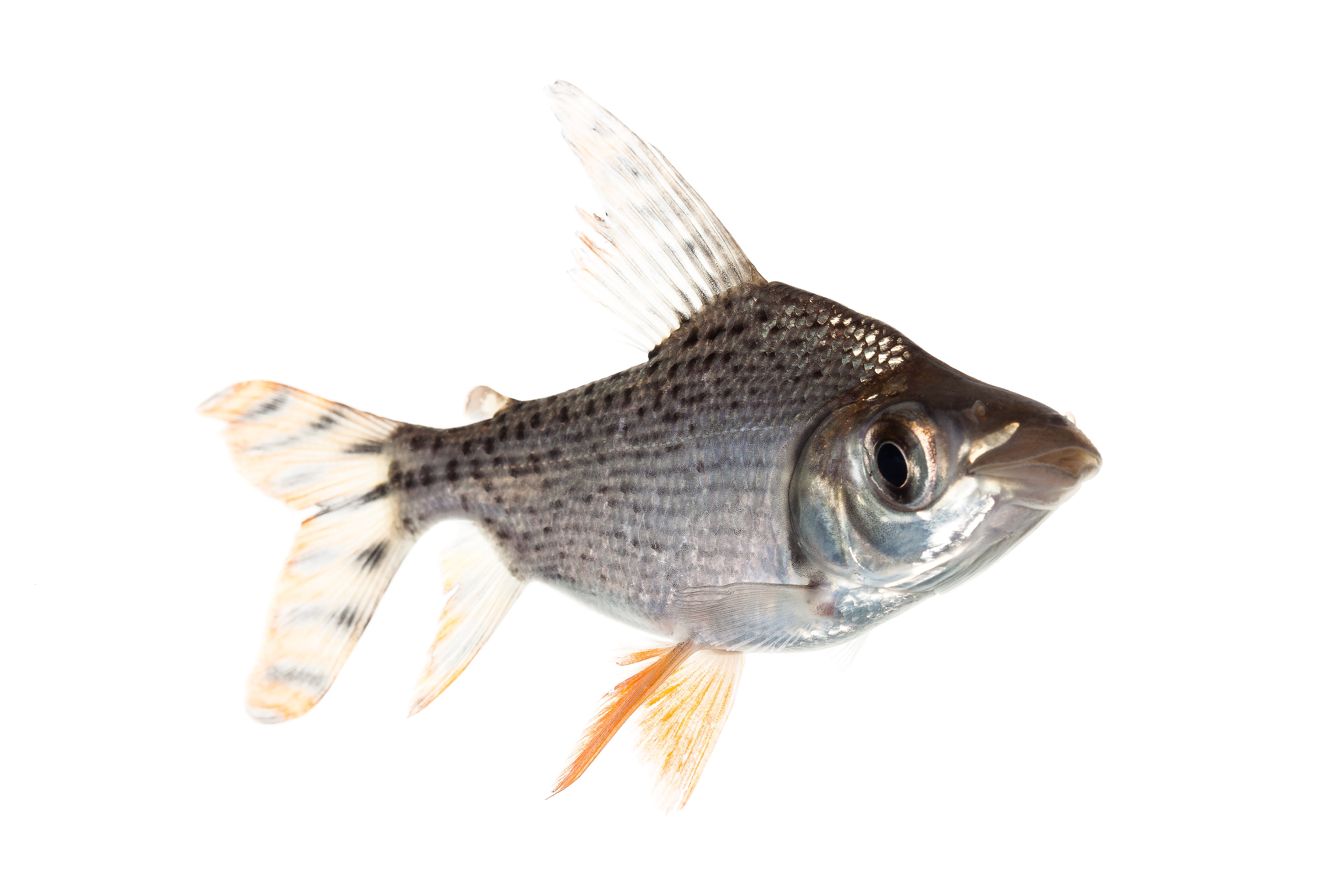 Tinfoil Barb