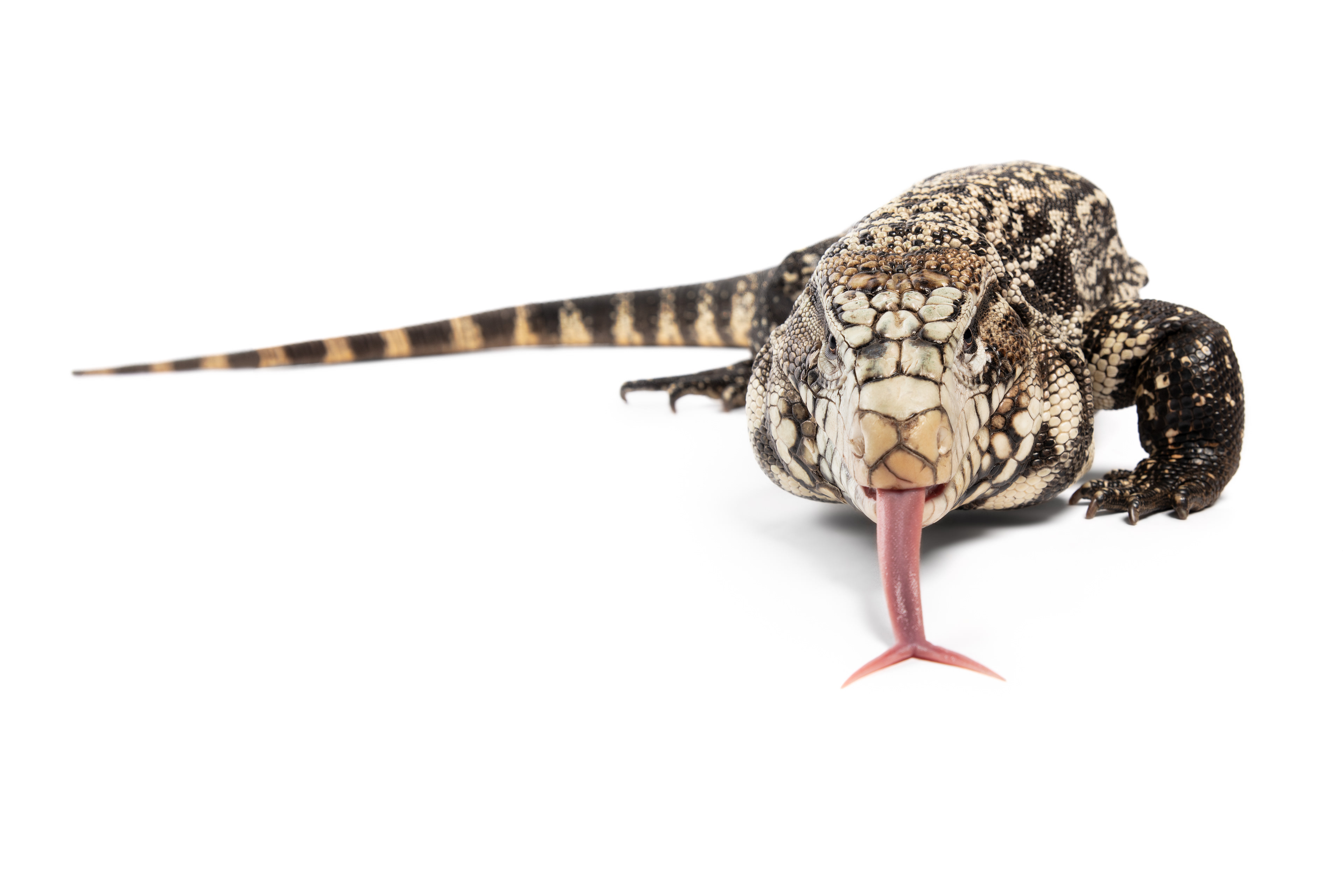 Argentine Black and White Tegu