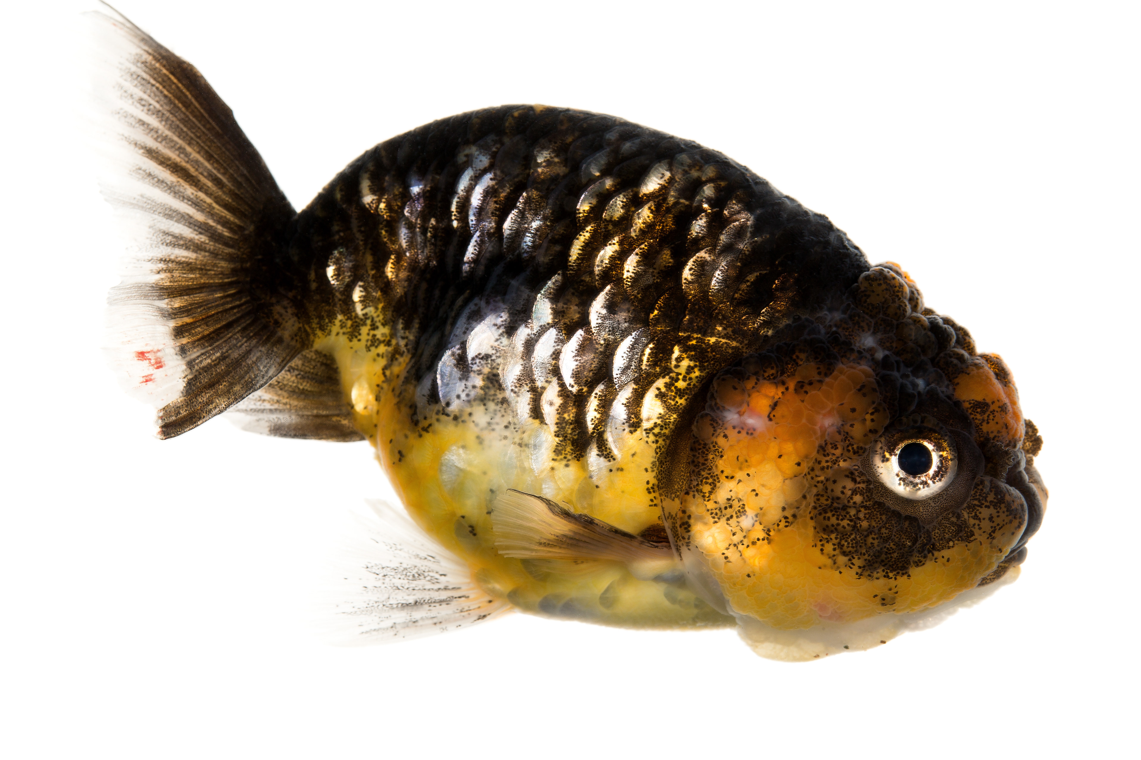 Lionhead Goldfish