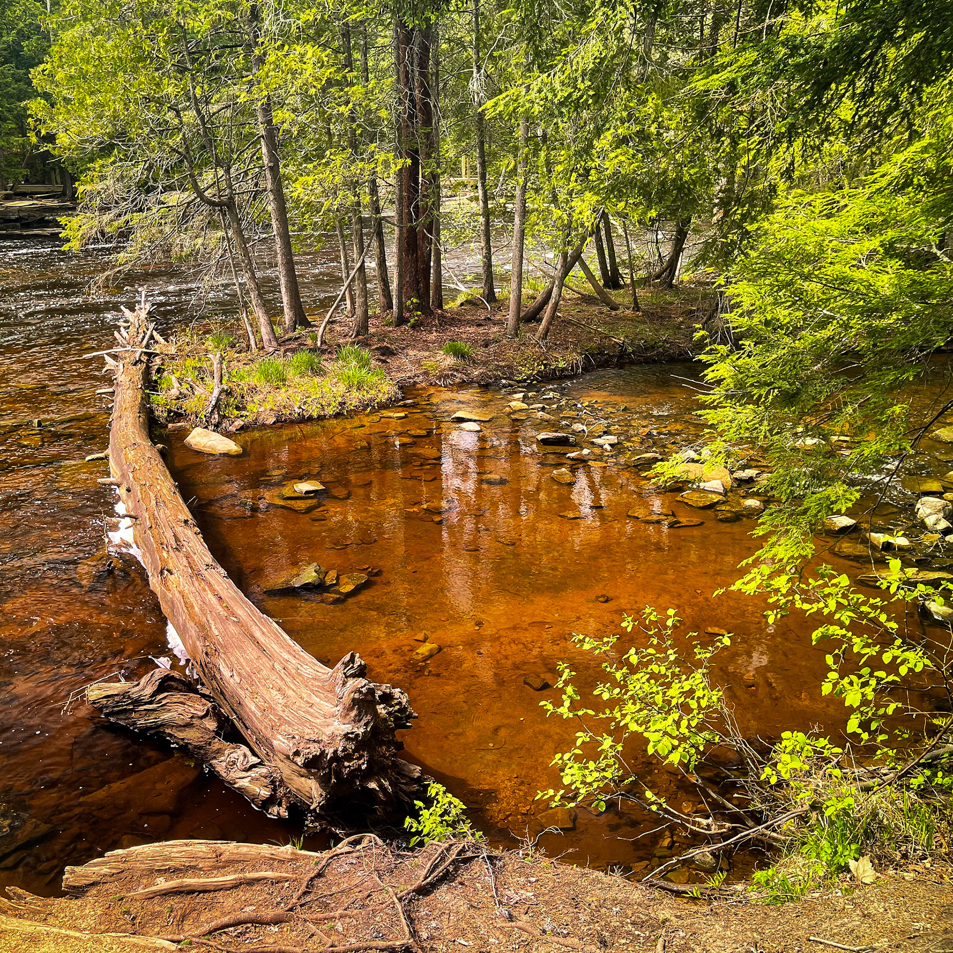 Tannin colored water of the Tahquamenon River.