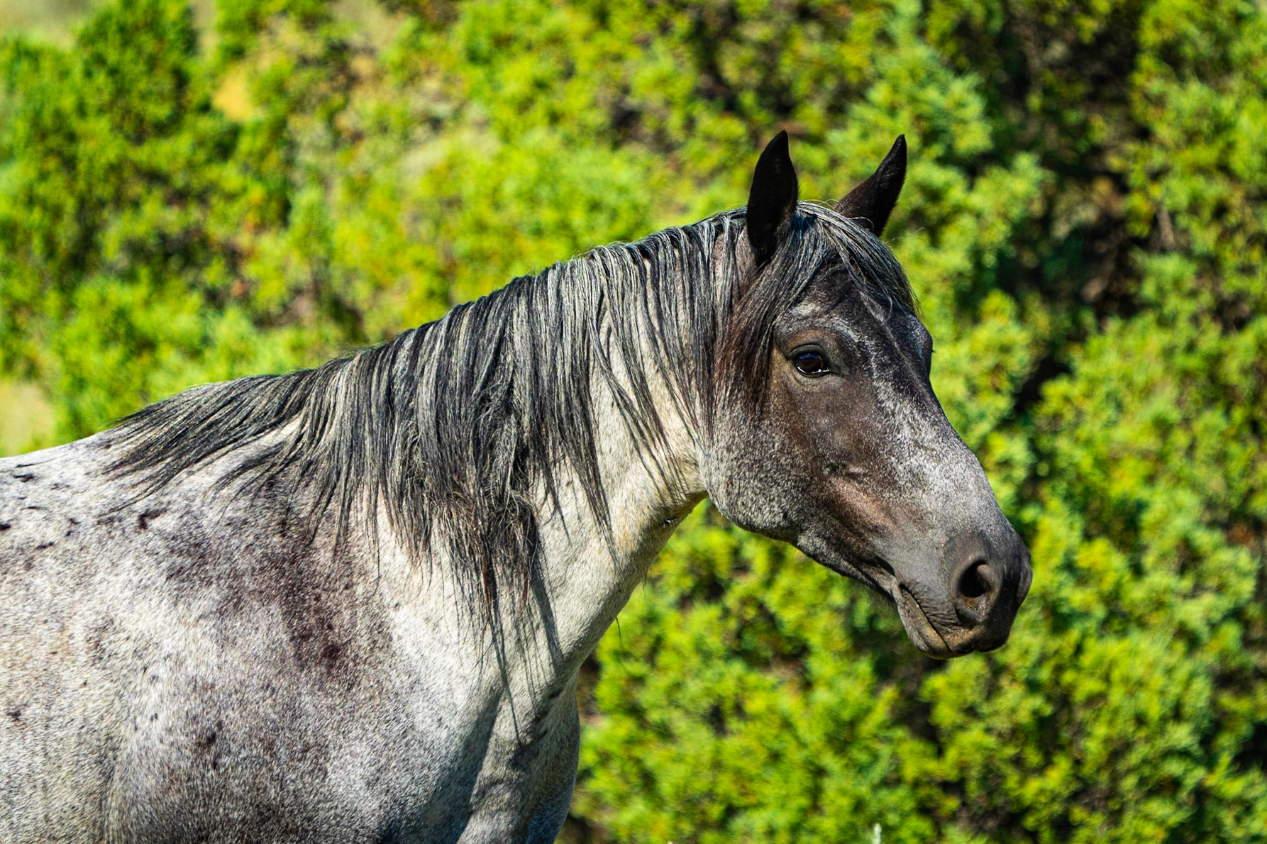 Teddy Roosevelt NP Wild Horses