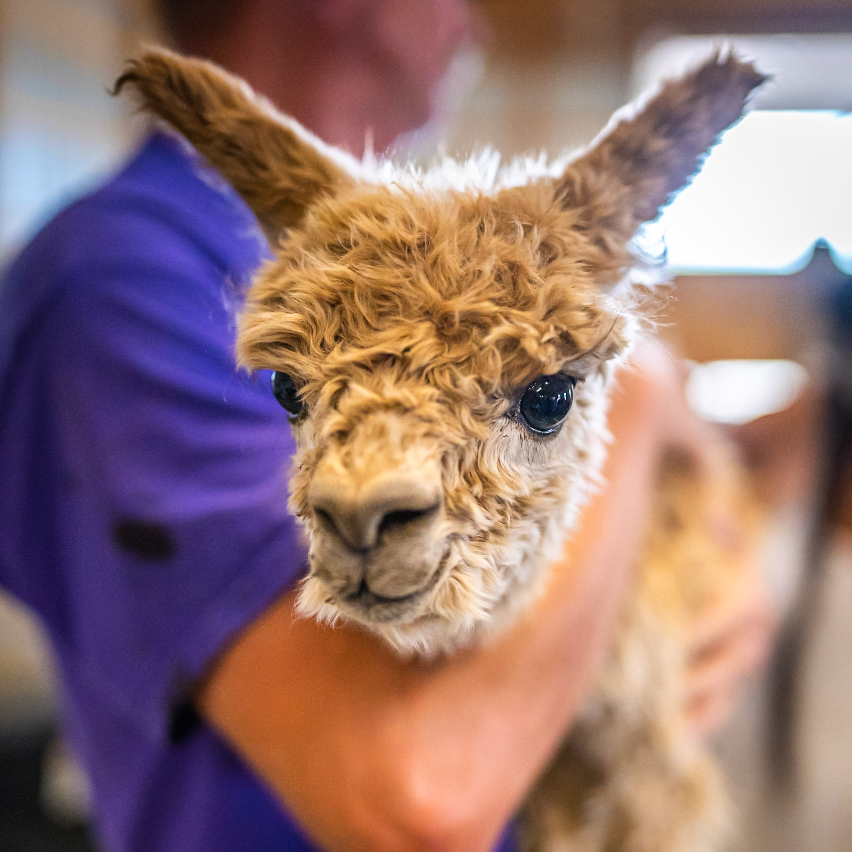 Alpacca Portrait