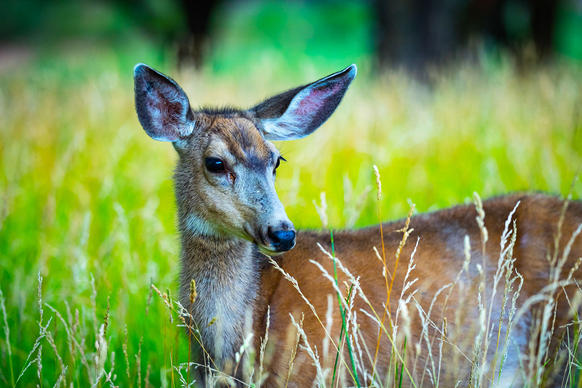Capitol Reef Deer