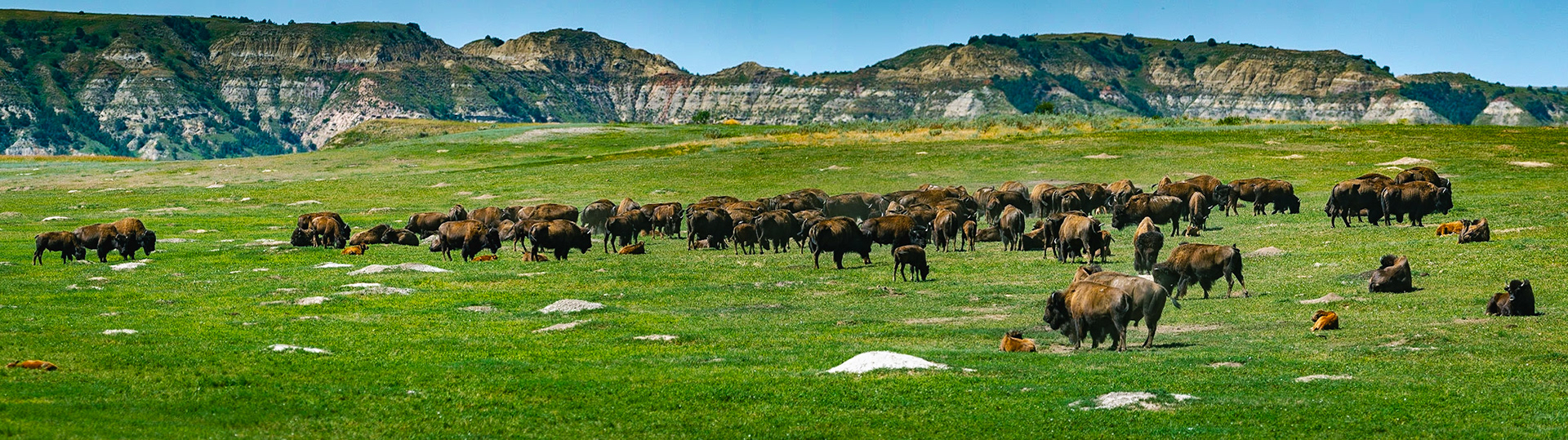 Teddy Roosevelt Bison Herd