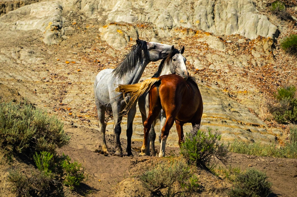 Teddy Roosevelt NP Wild Horses
