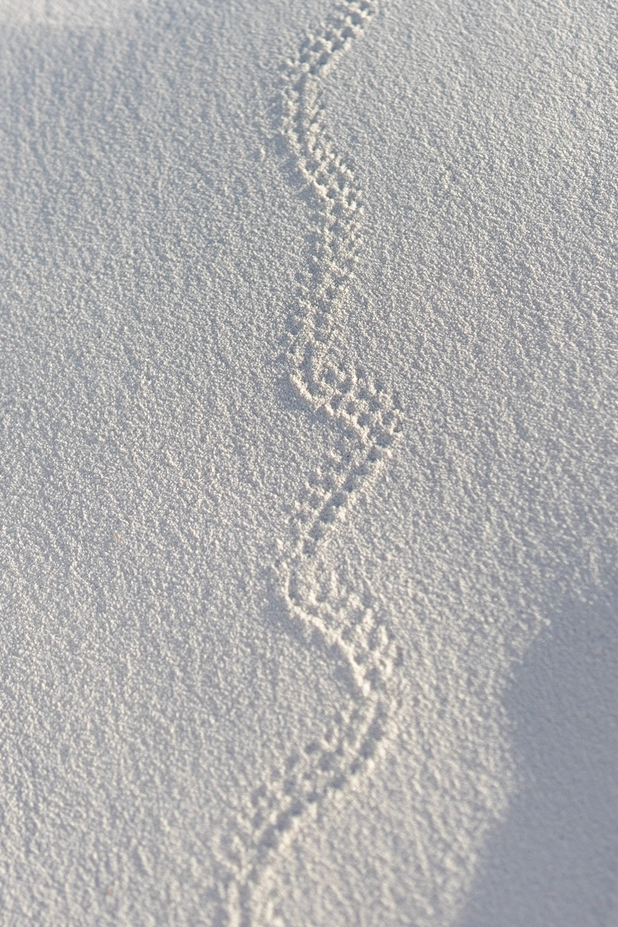 White Sands Tracks