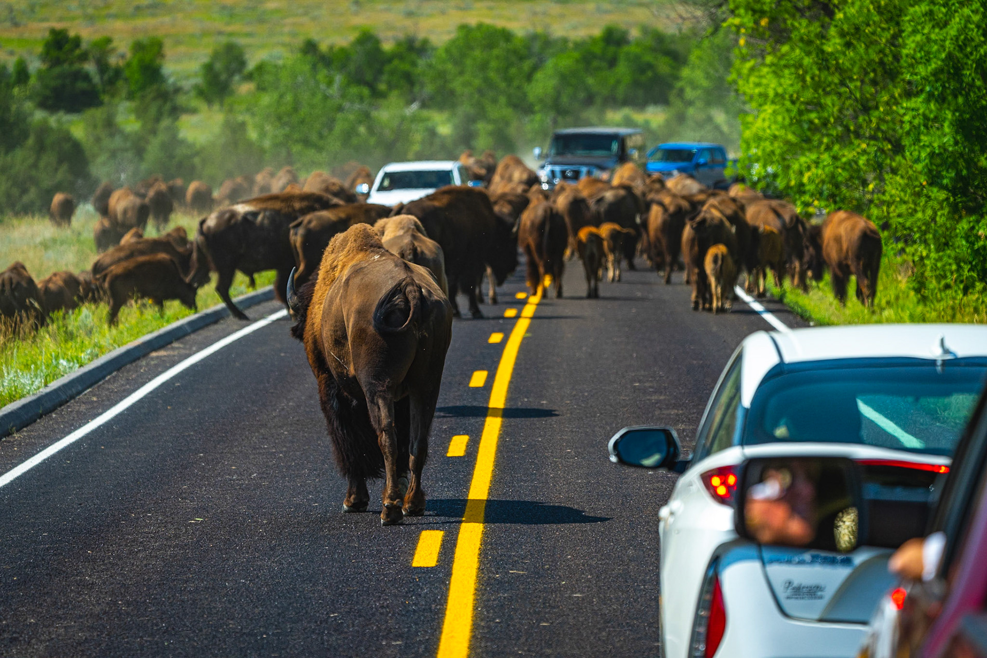 Teddy Roosevelt Bison Jam