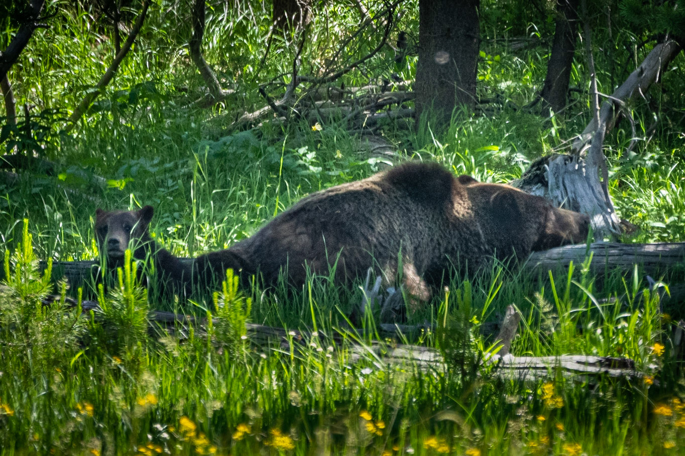 Brizzly Mother and Cub