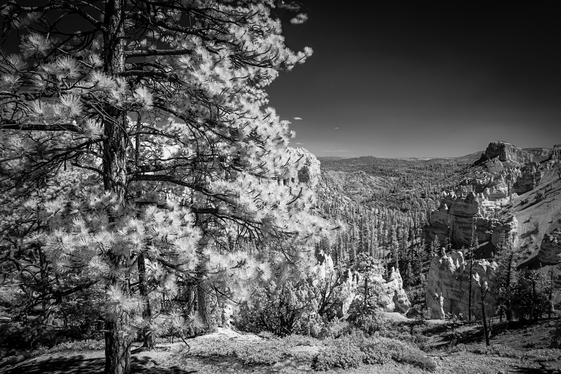 Bryce Canyon View