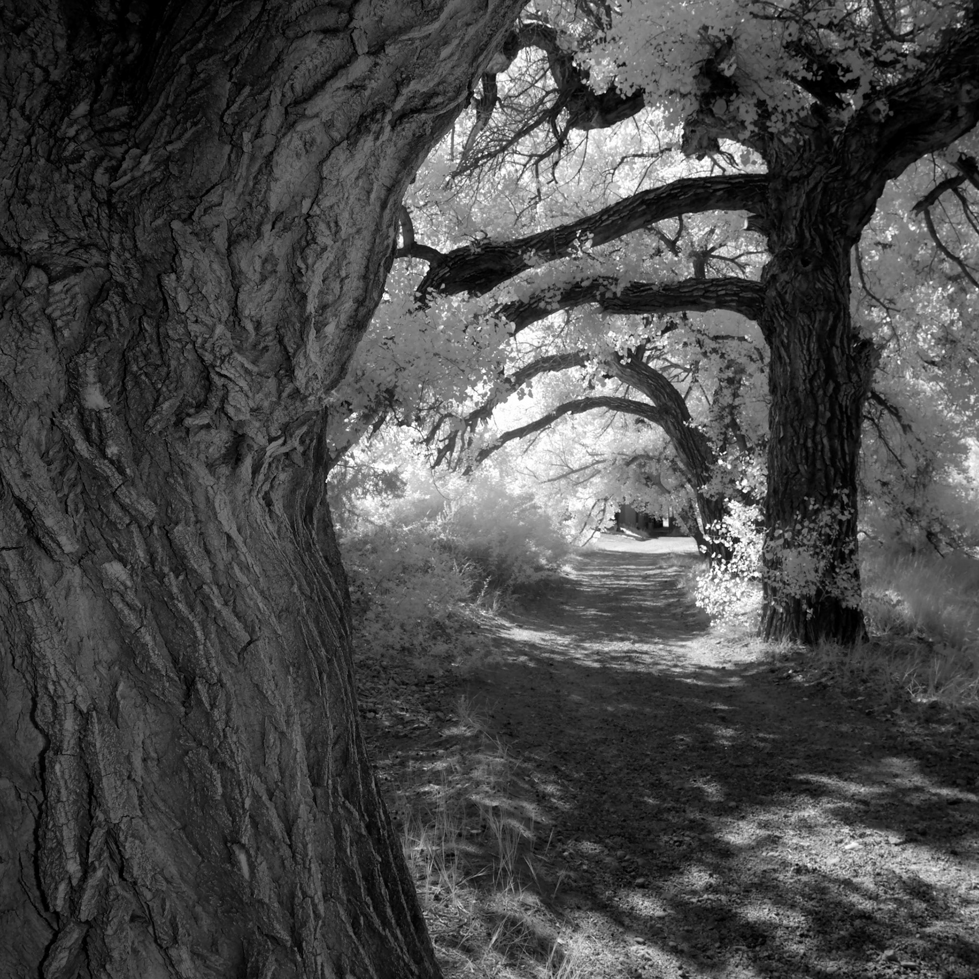 Abstract shot of tree lined path at El Rancho de las Golondrinas, Santa Fe, New Mexico
