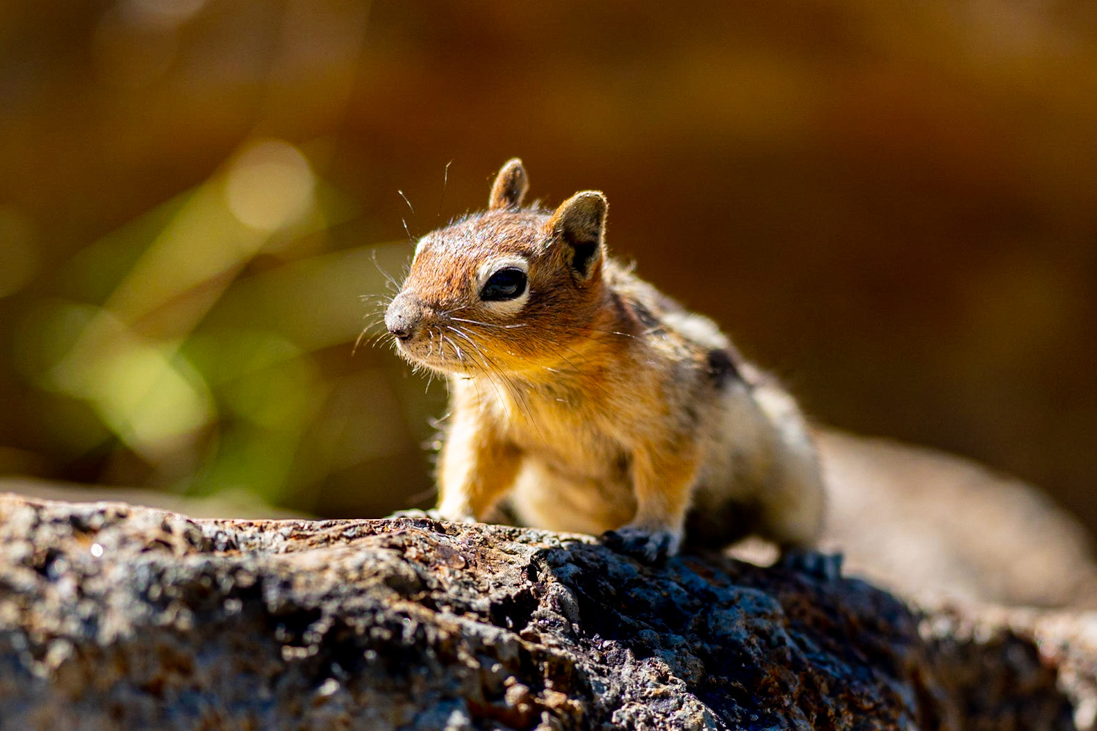 Yellowstone Squirell
