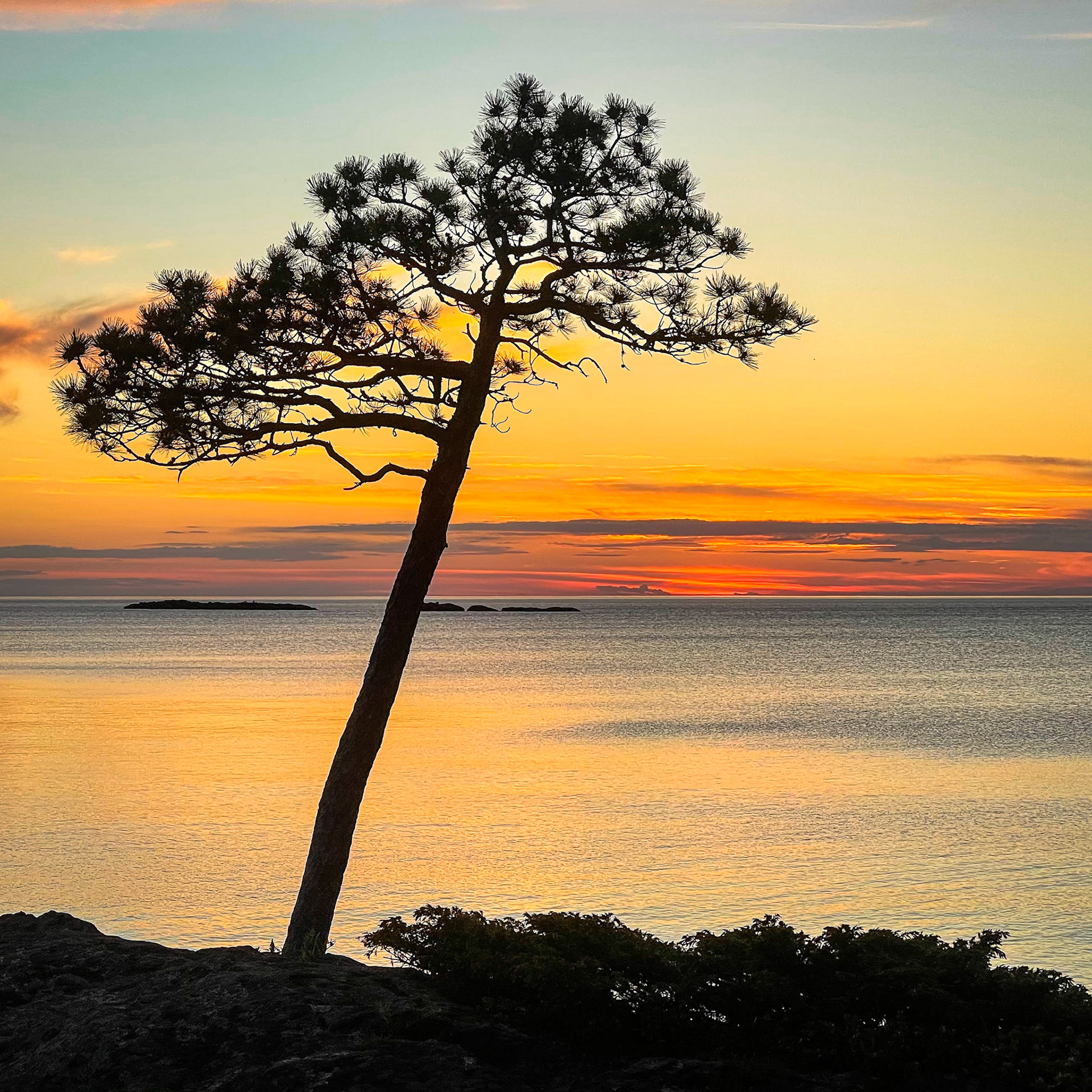 Tree at roadside park on road to Eagle Harbor from Copper Harbor