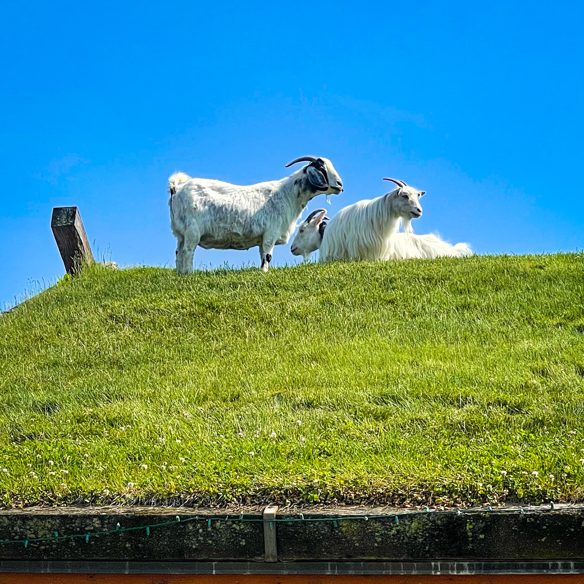 goats on the roof of Al Johnson’s restaurant in Sister Bay, WI