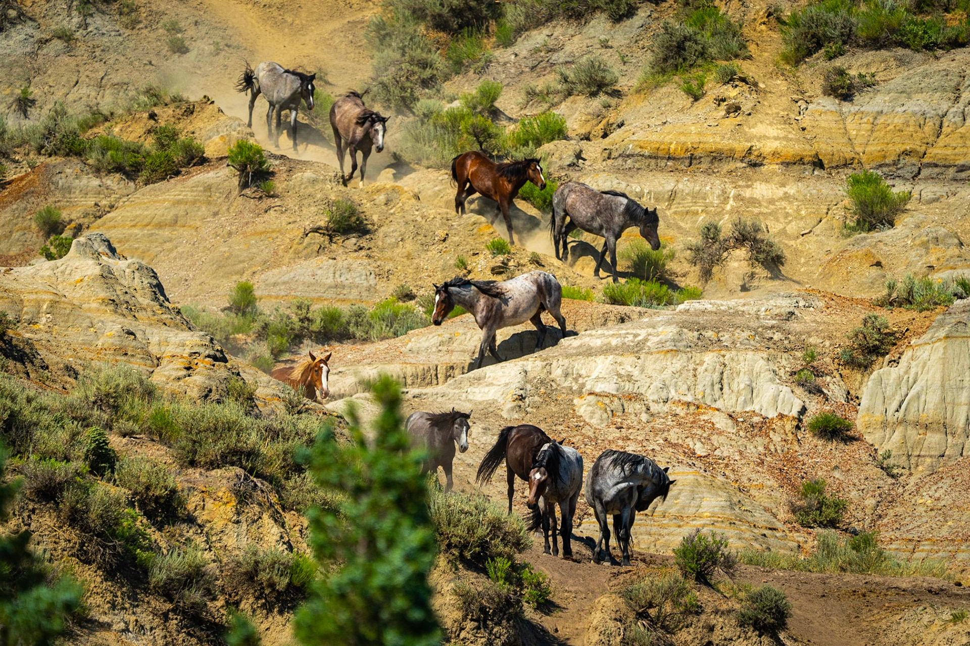 Teddy Roosevelt NP Wild Horses