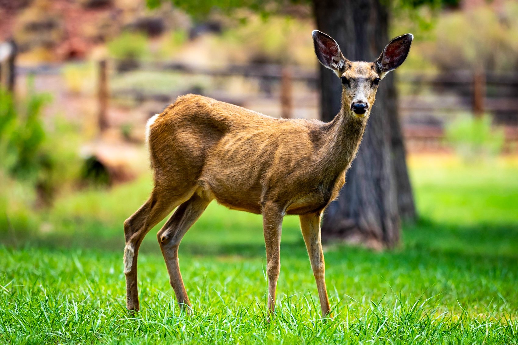 Capitol Reef Deer