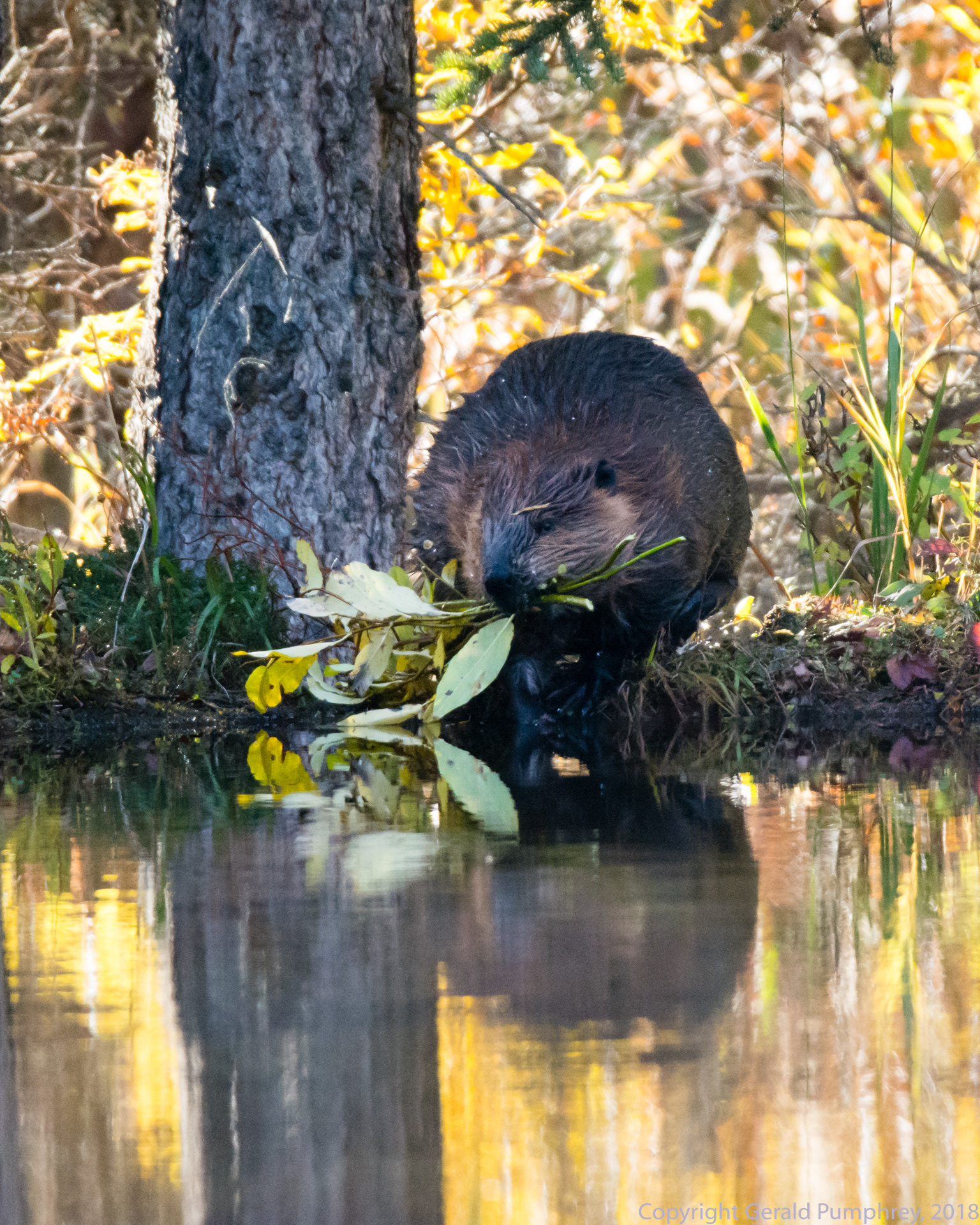 Beaver