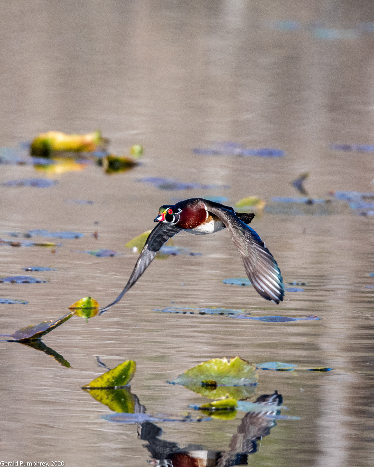 Wood Duck