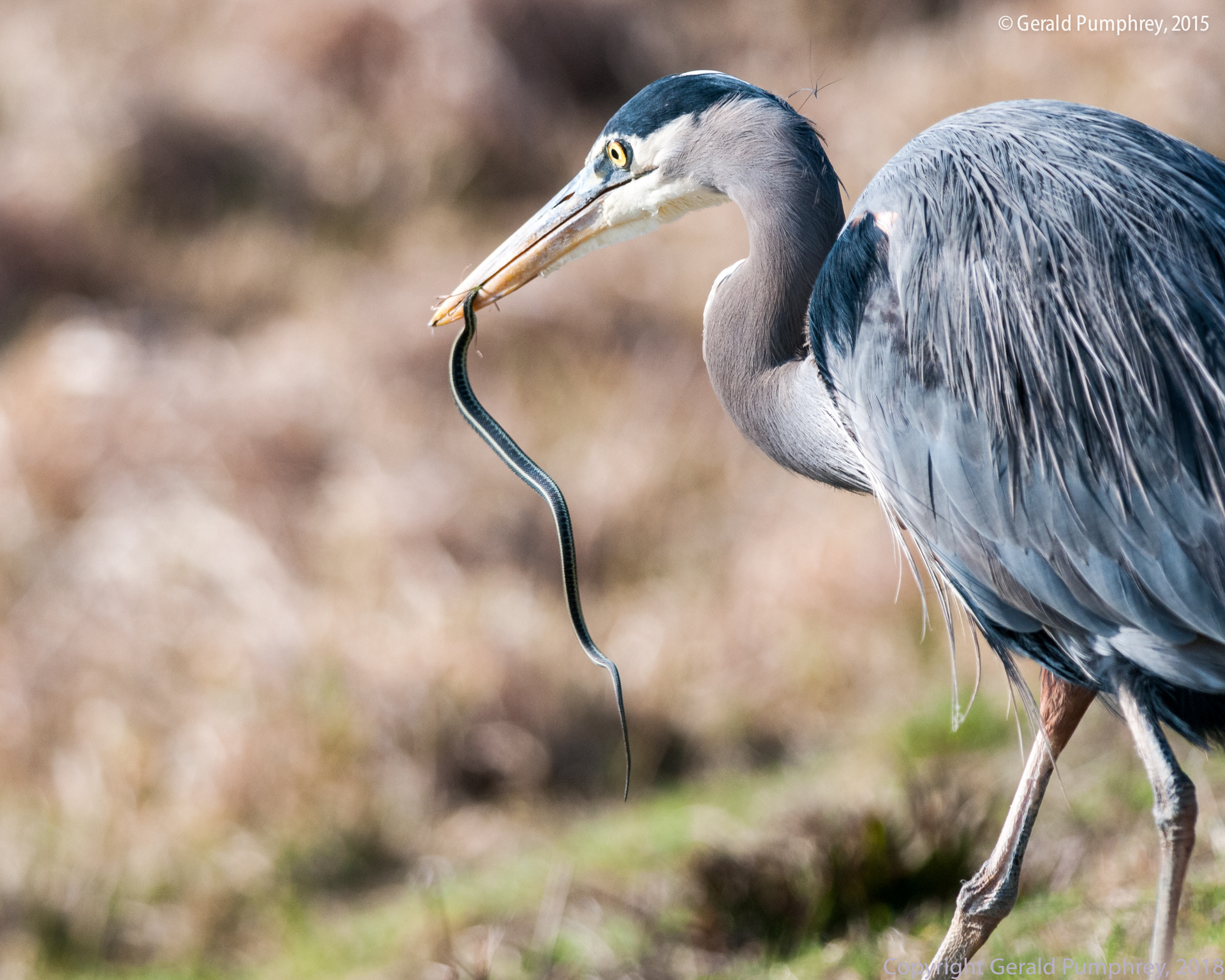 Great Blue Heron