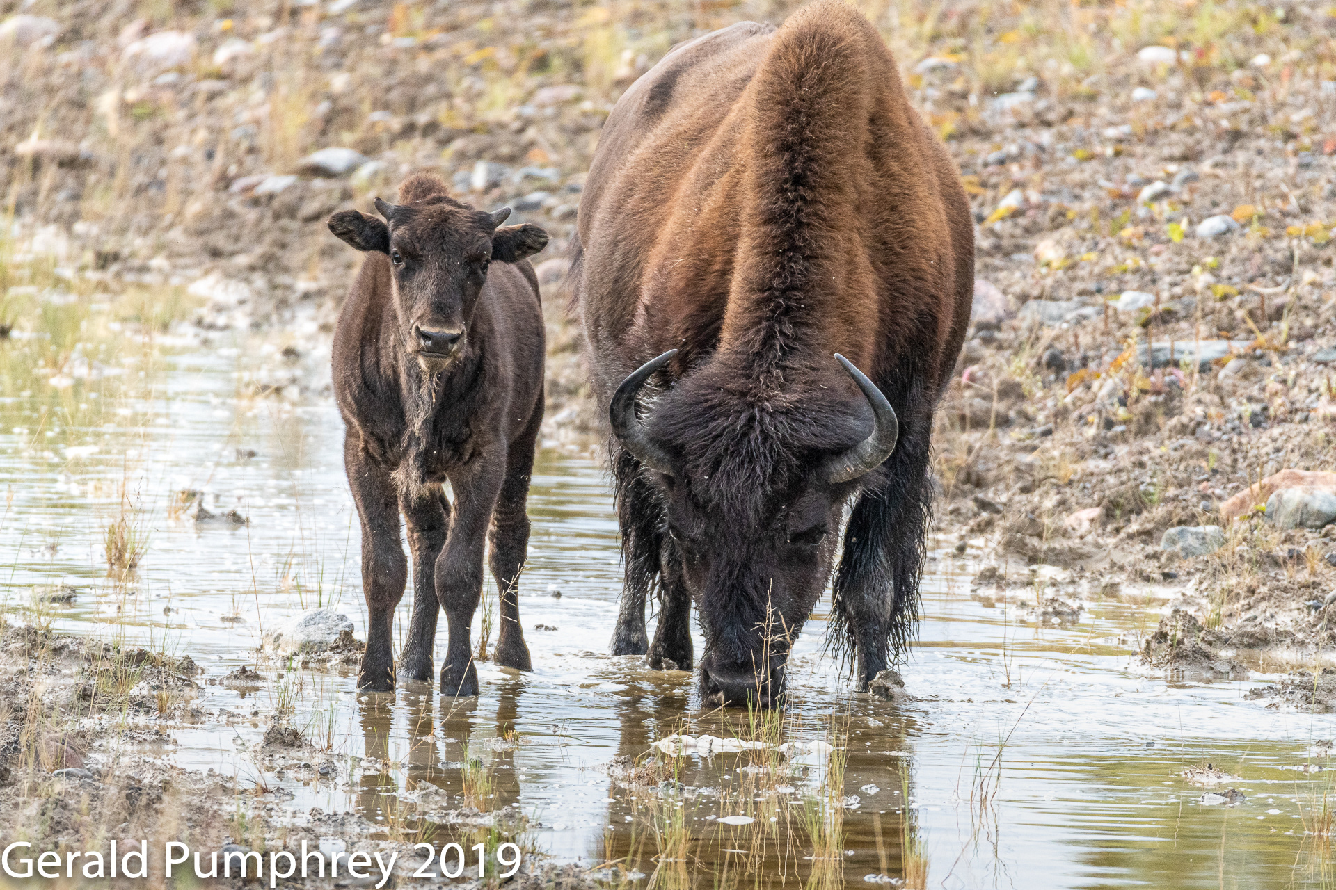 Wood Bison Cow and Calf