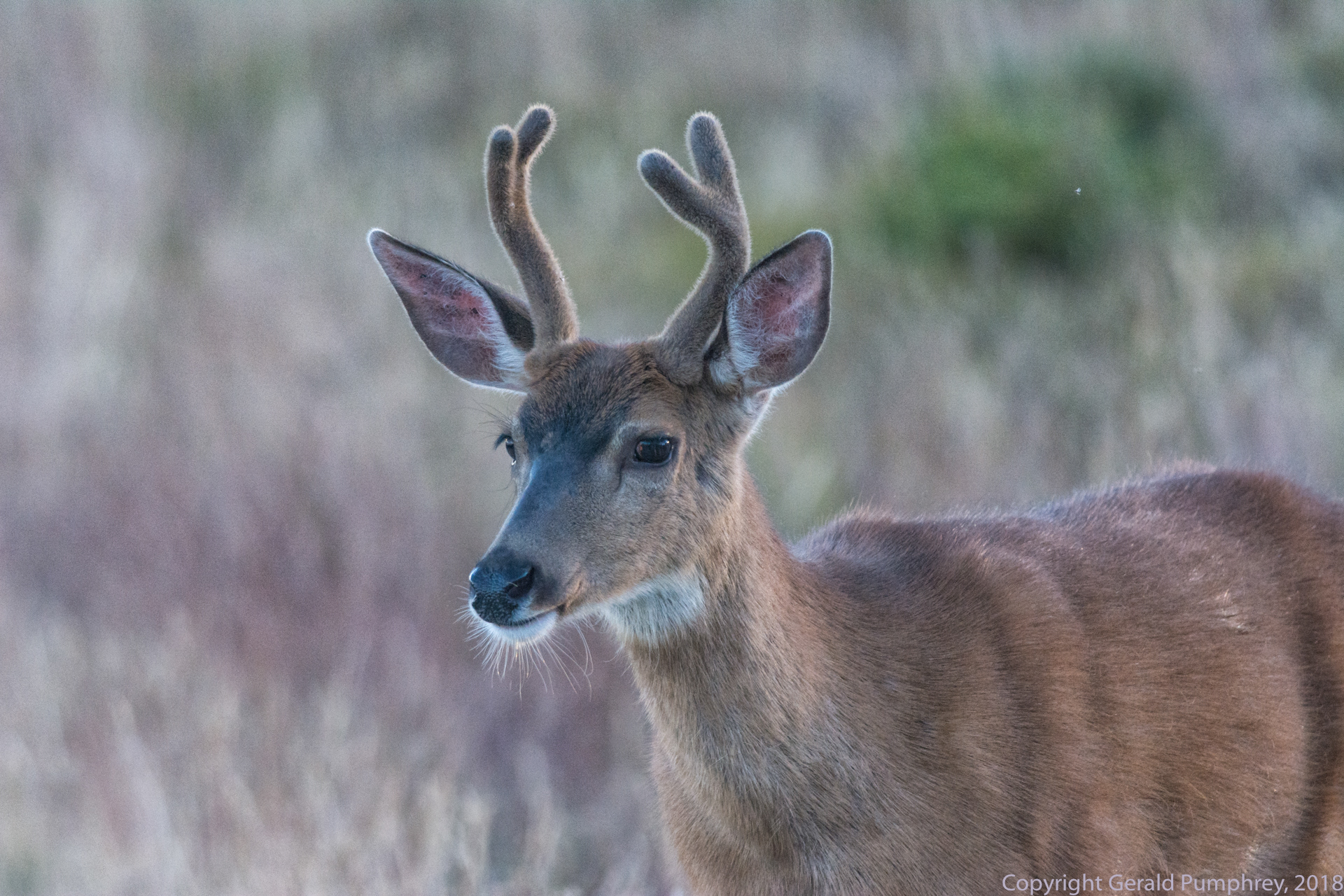 Columbia Blacktail Deer