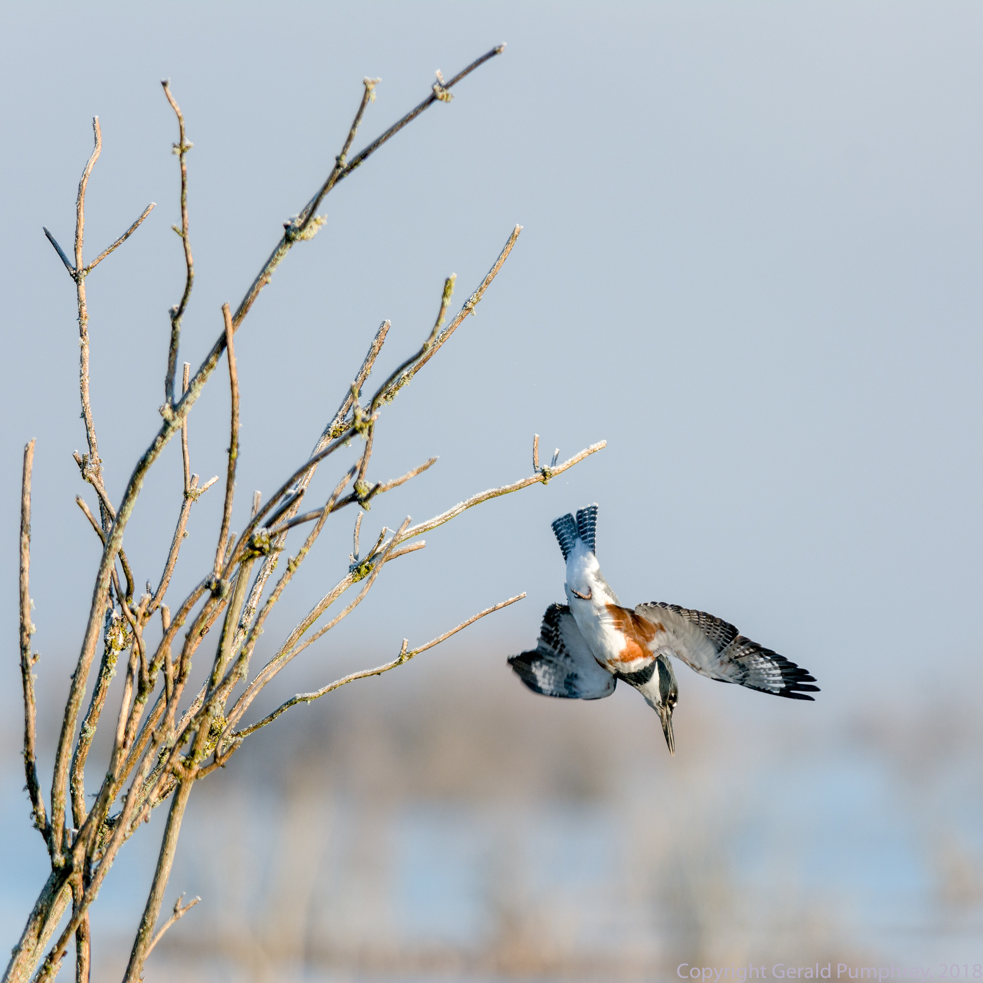 Northern Kingfisher