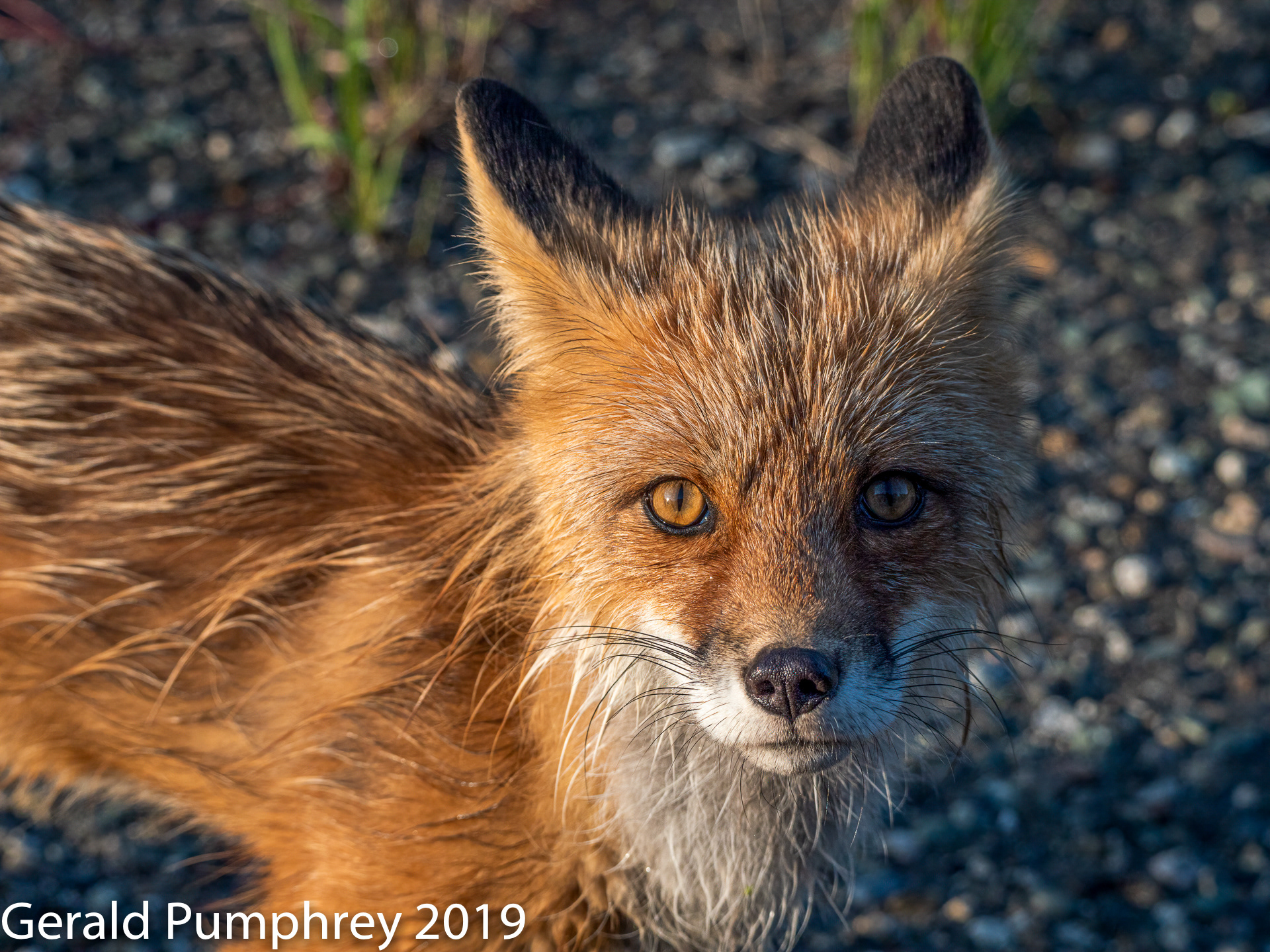 Red Fox