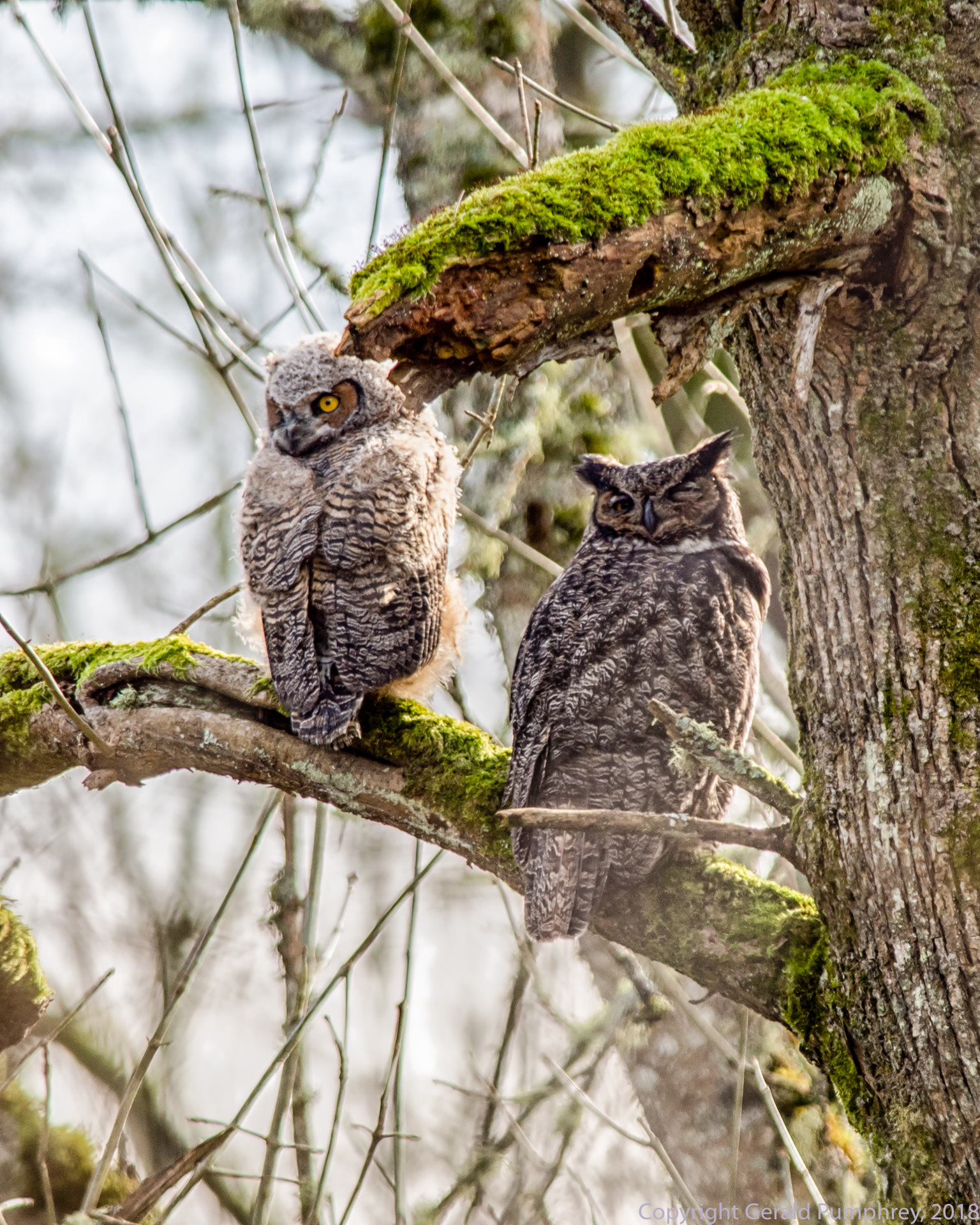 Great Horned Owl with Chick