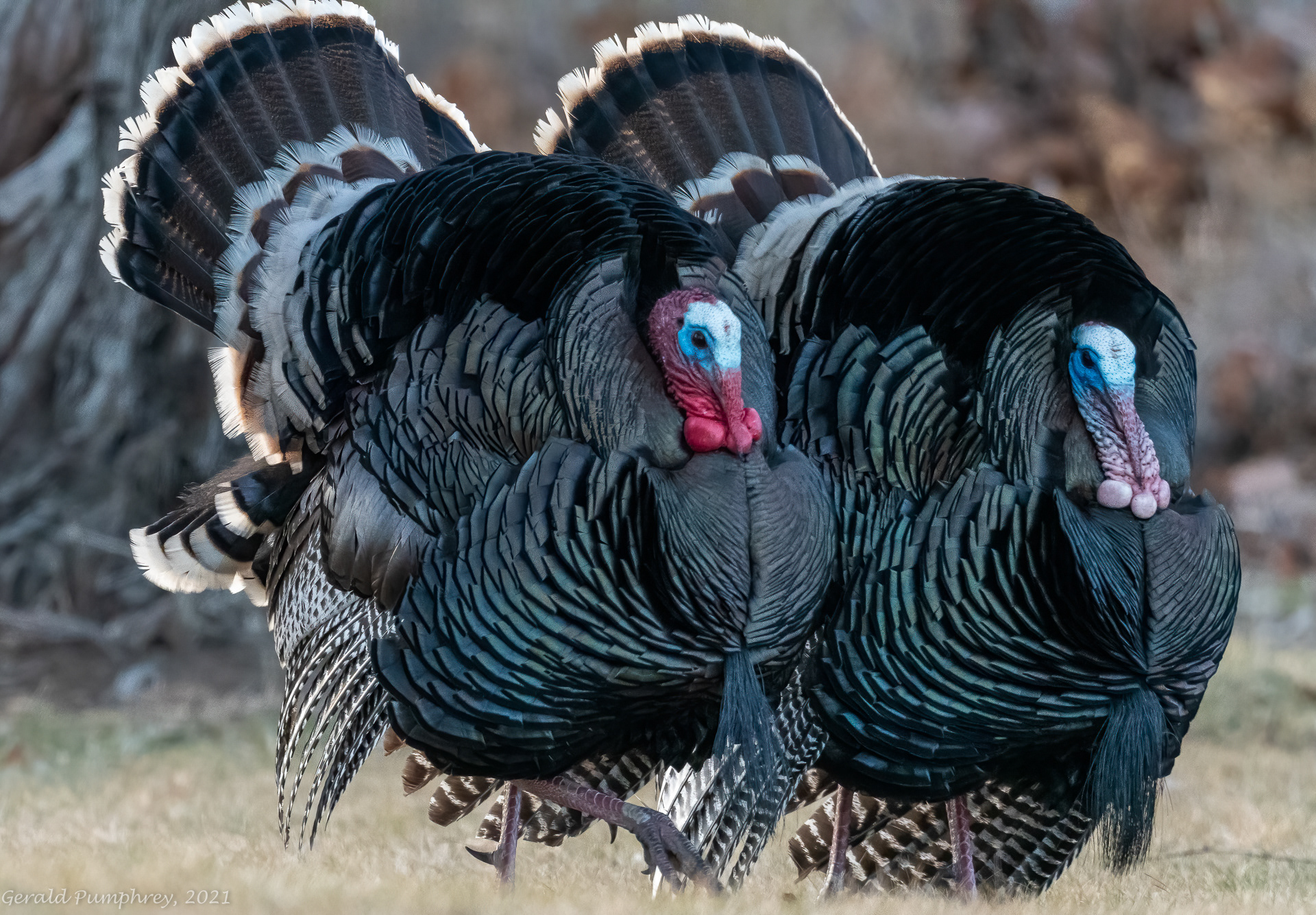 Strutting Tom Turkeys