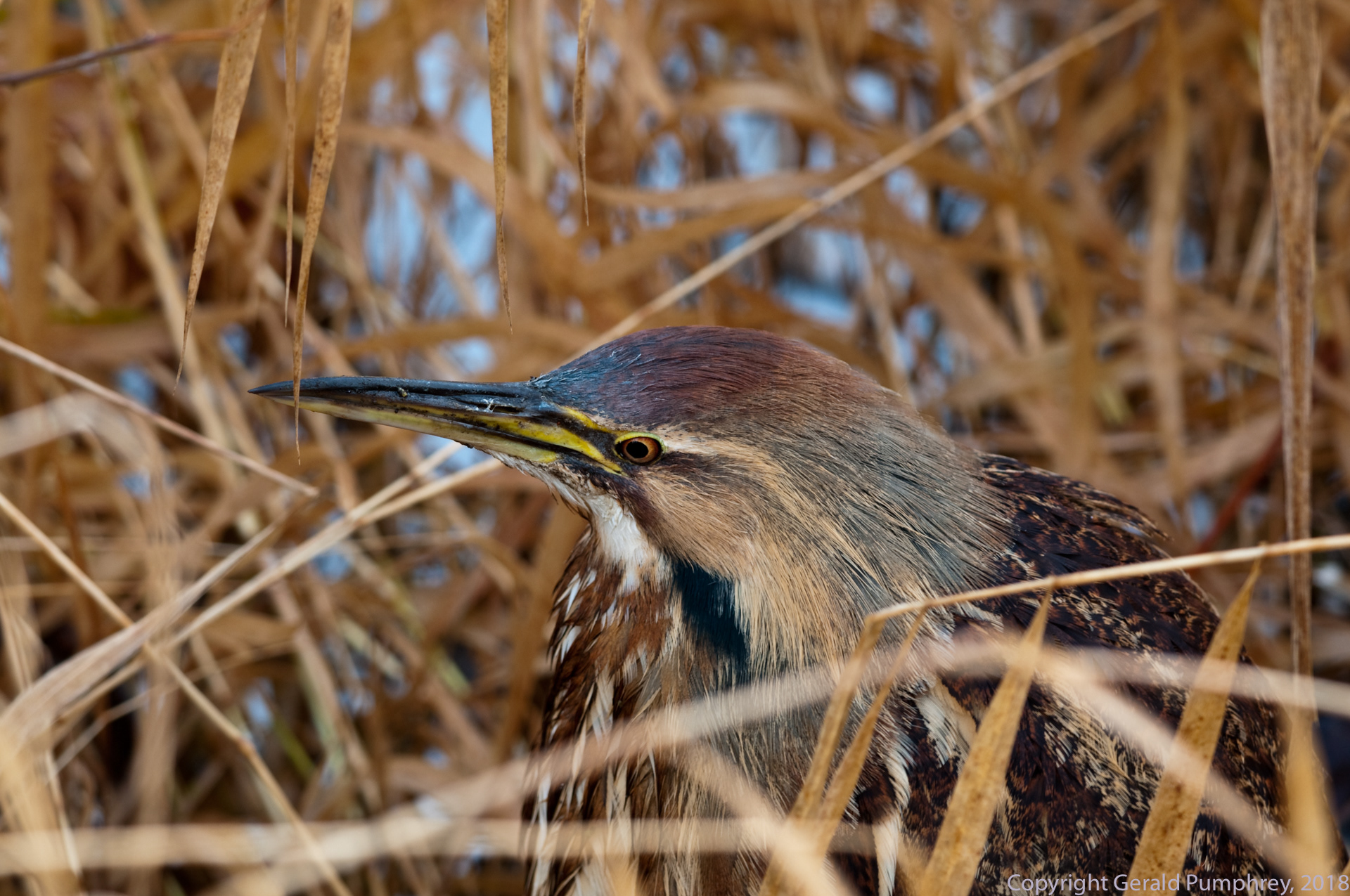American Bittern