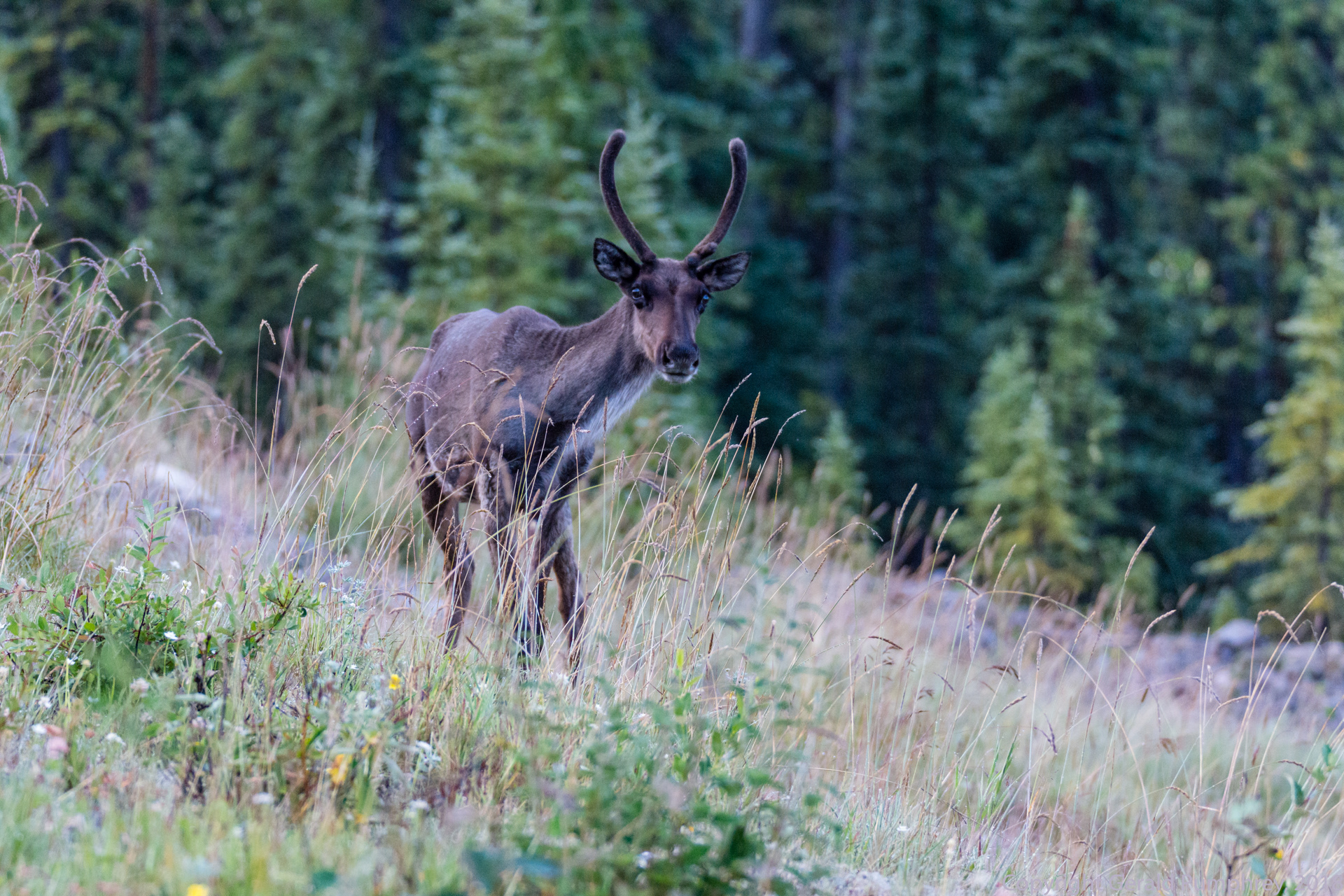 Woodland Caribou