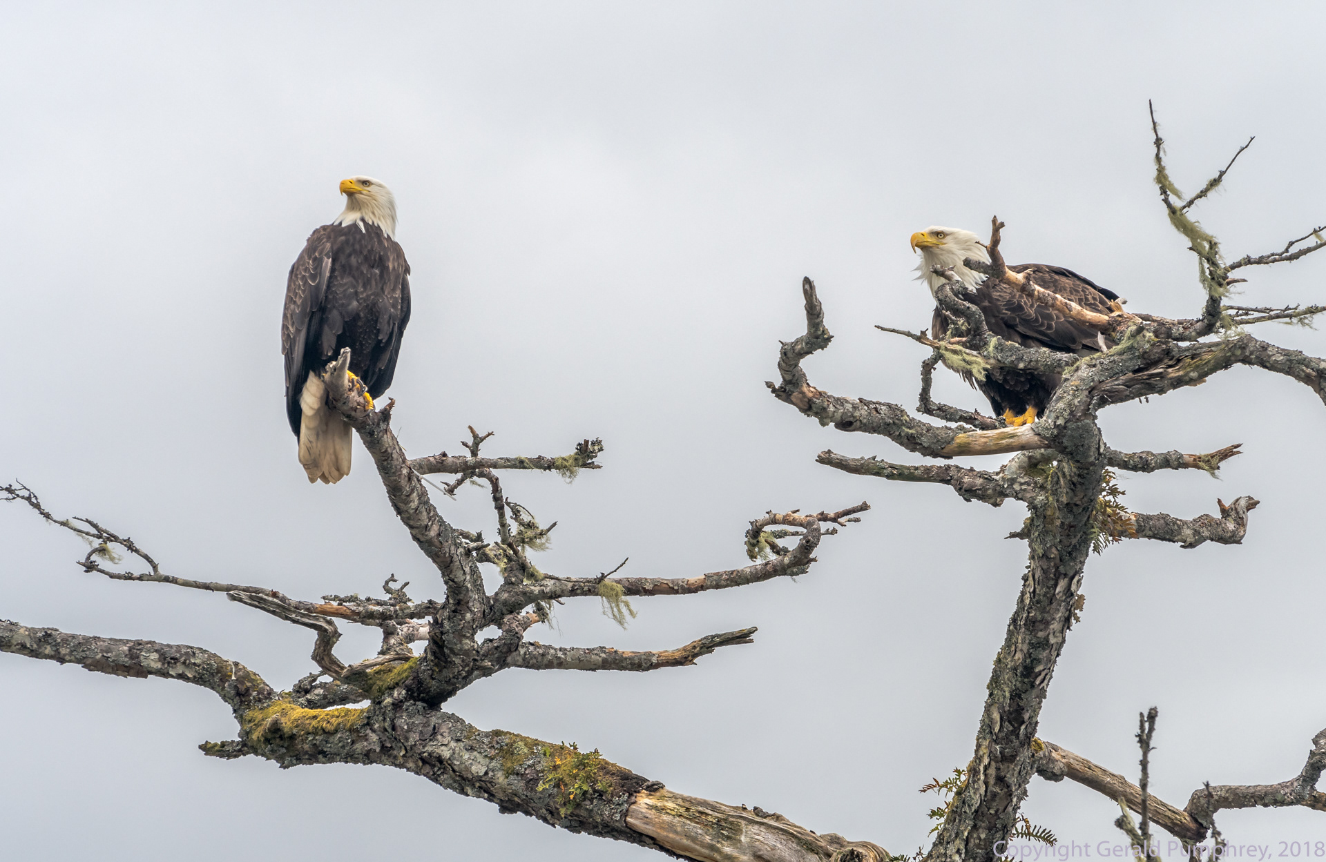Bald Eagles