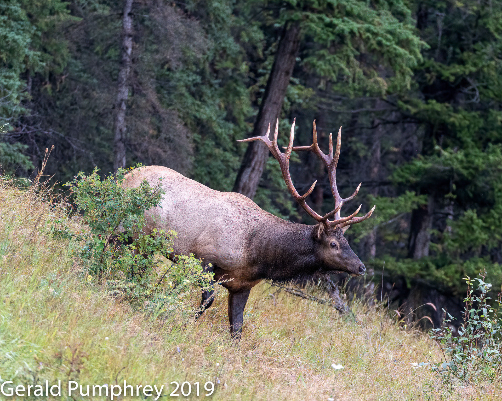 Bull Elk