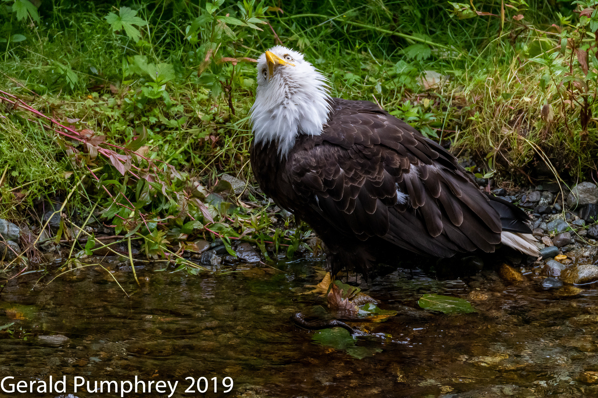 Bald Eagle