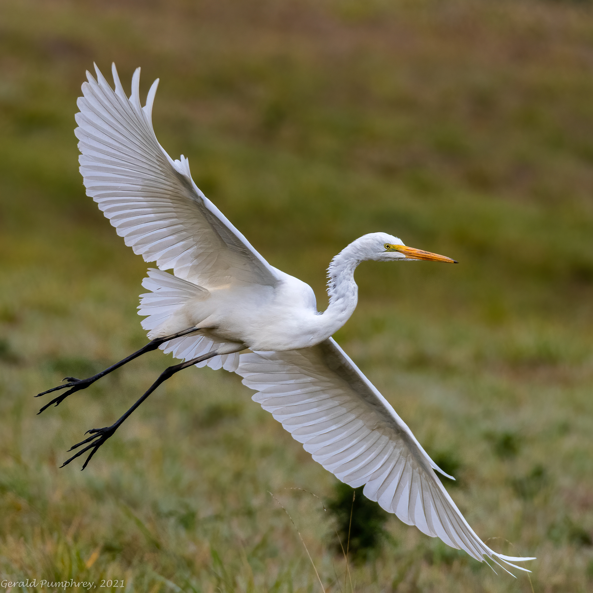 Great Egret