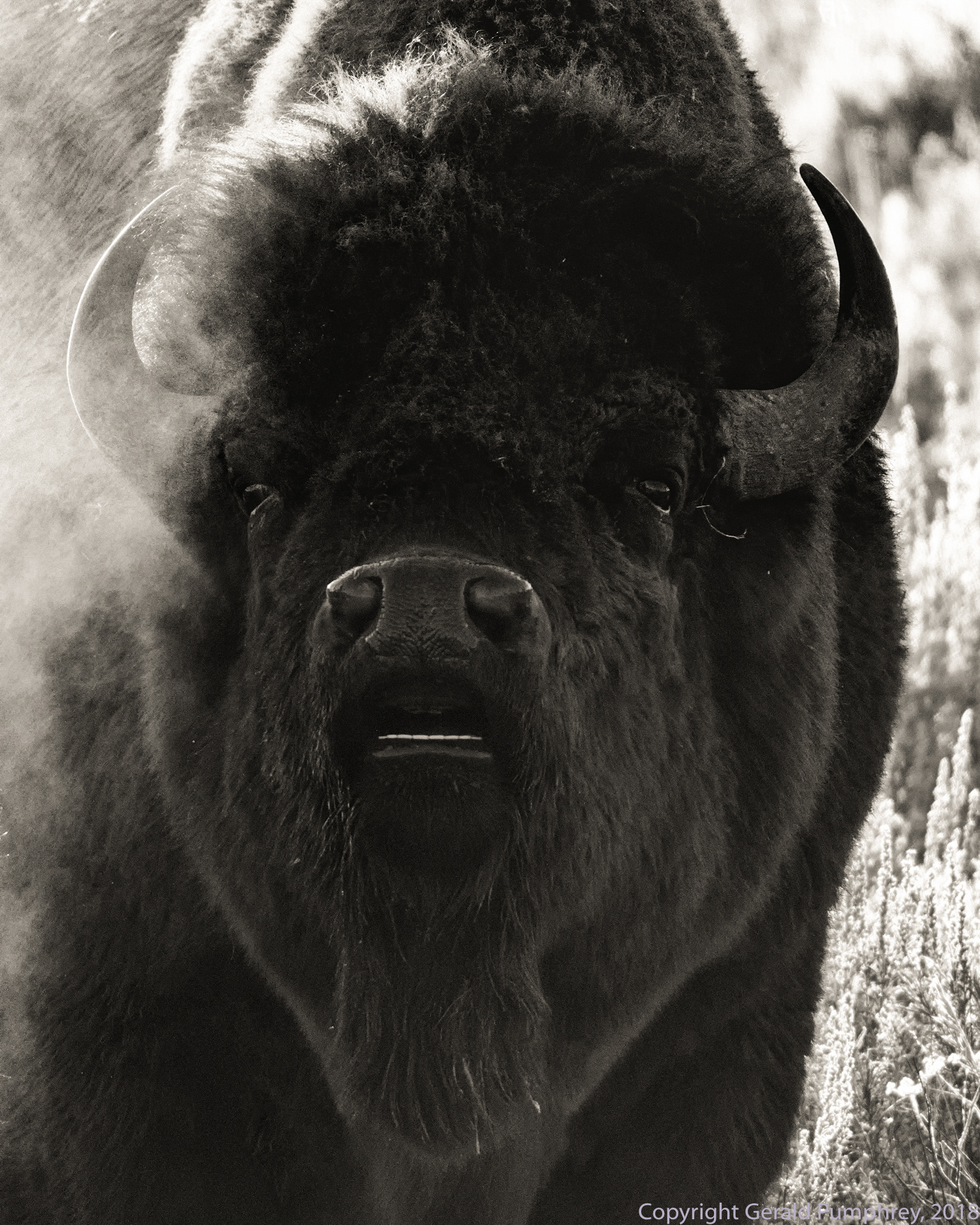 Bison