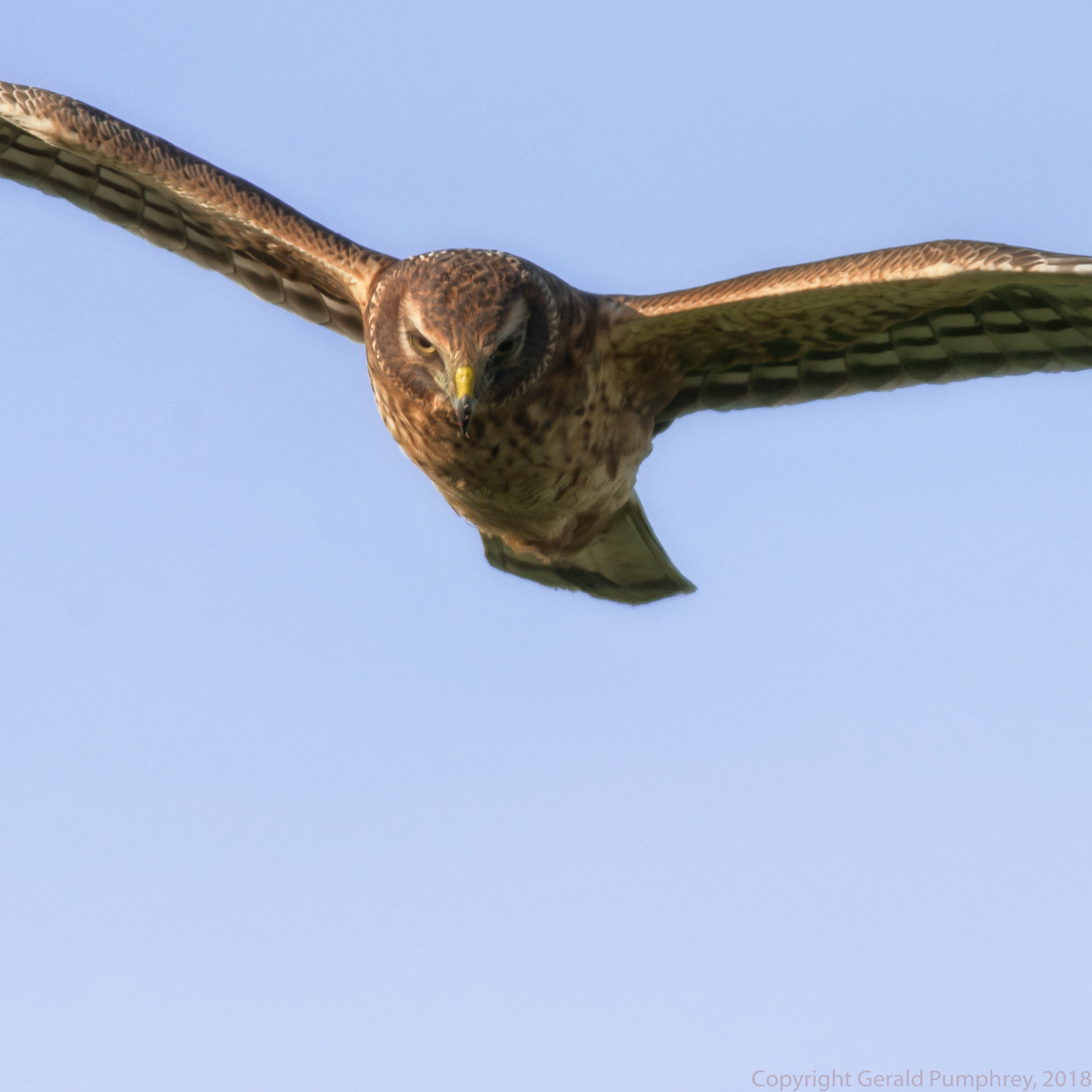 Northern Harrier