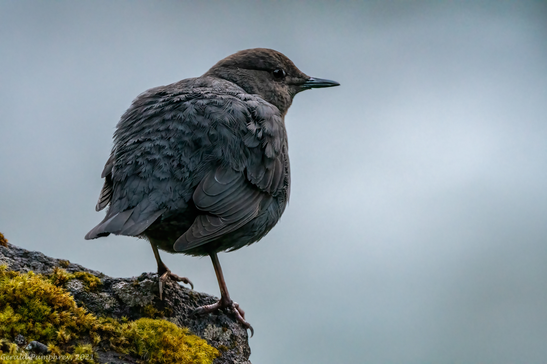 American Dipper