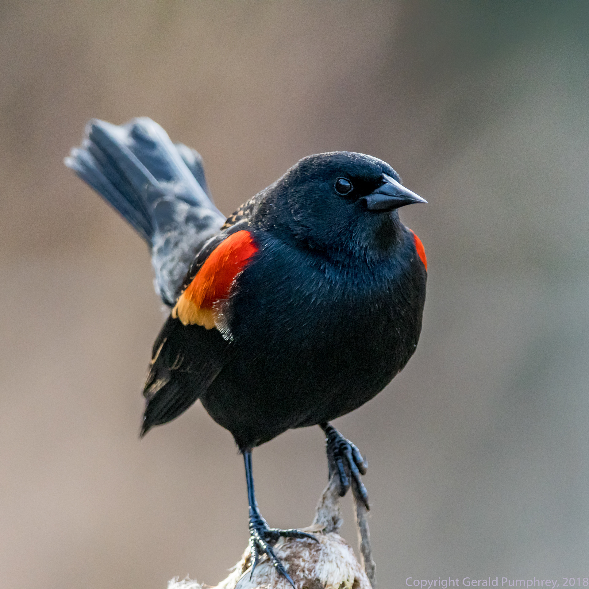 Red-winged Blackbird