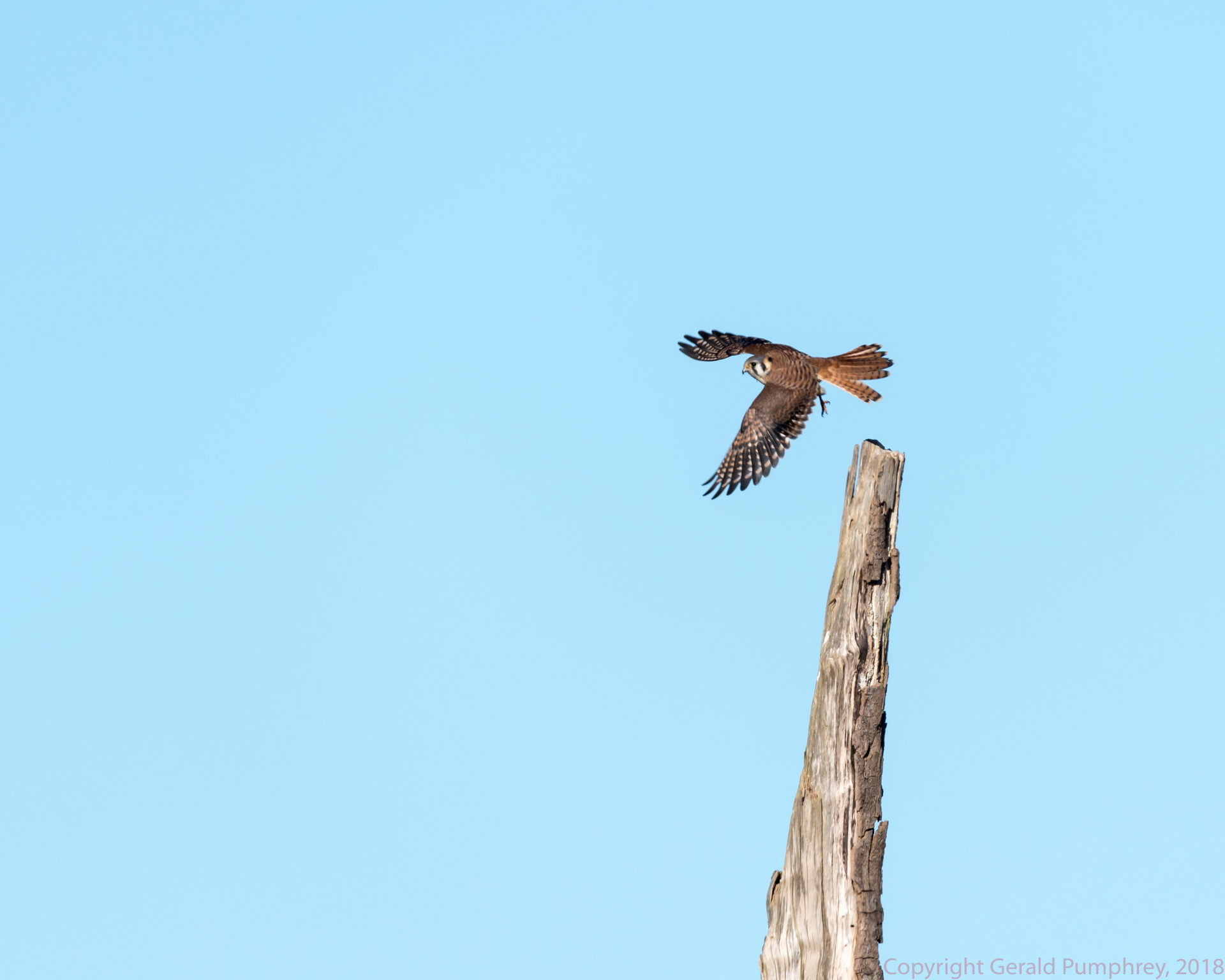 American Kestrel