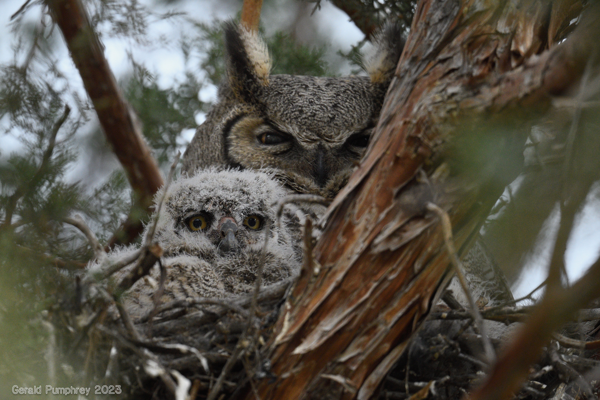 Great Horned Owl & Owlet