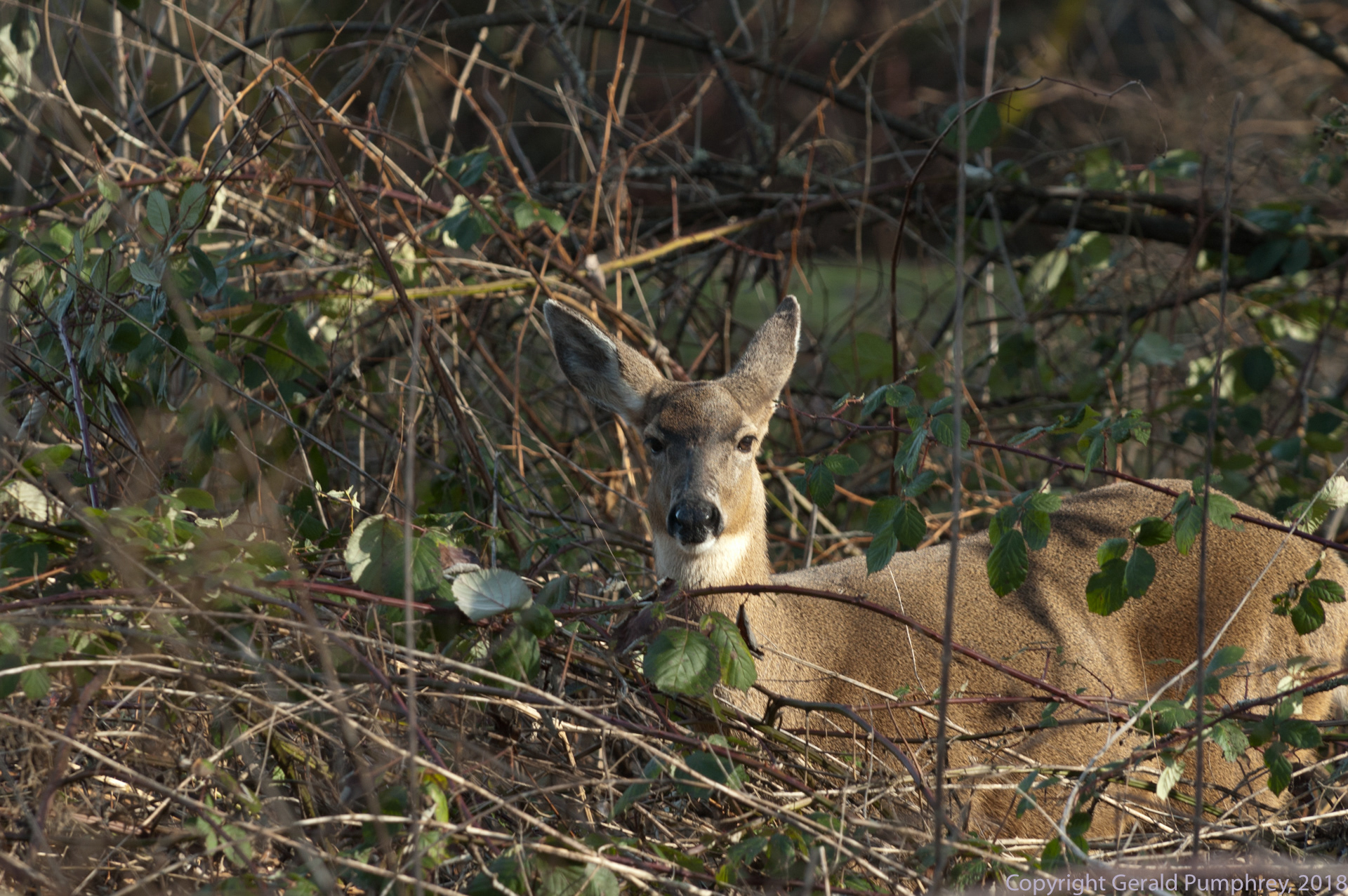 Columbia Blacktail Deer