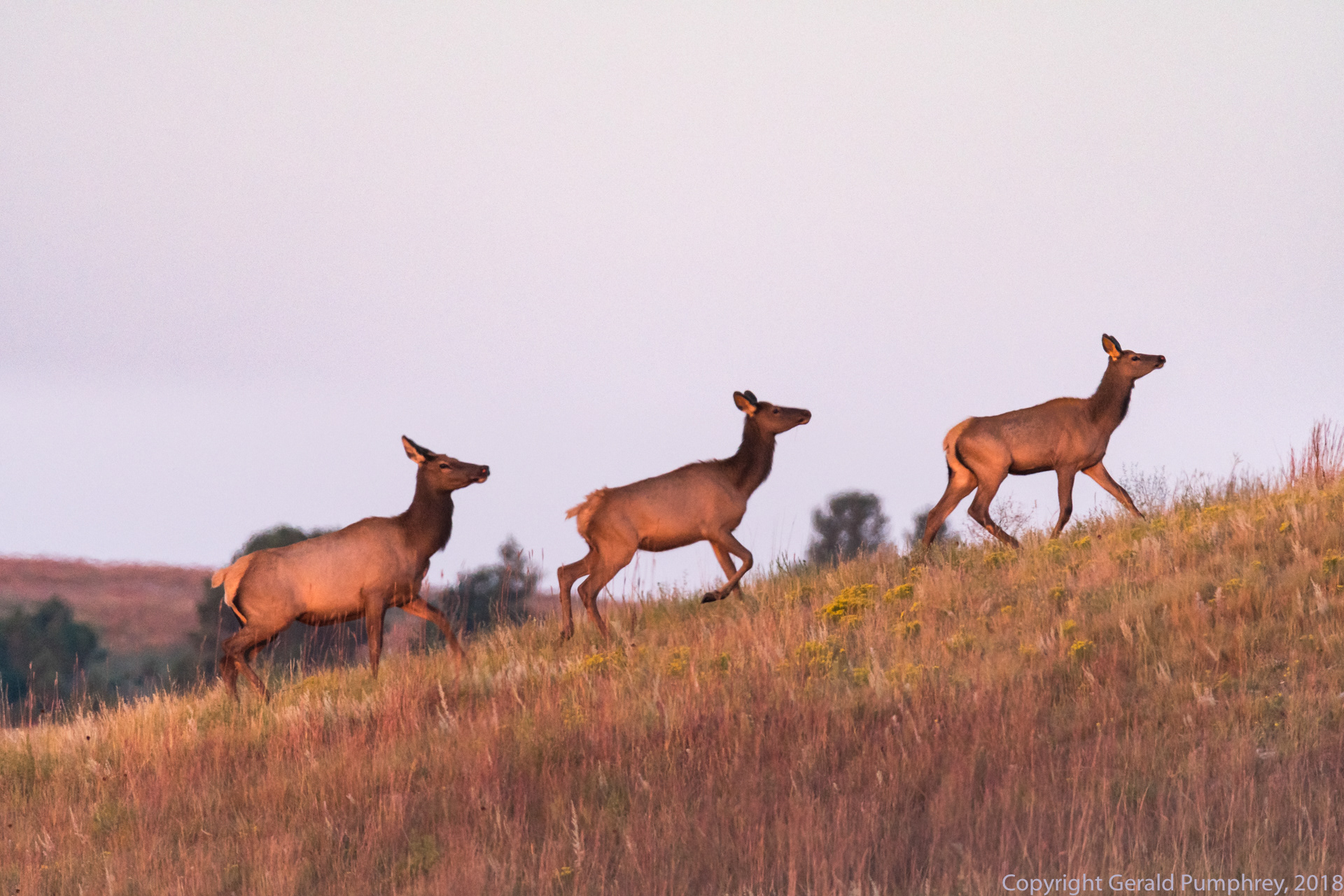 Elk Cows