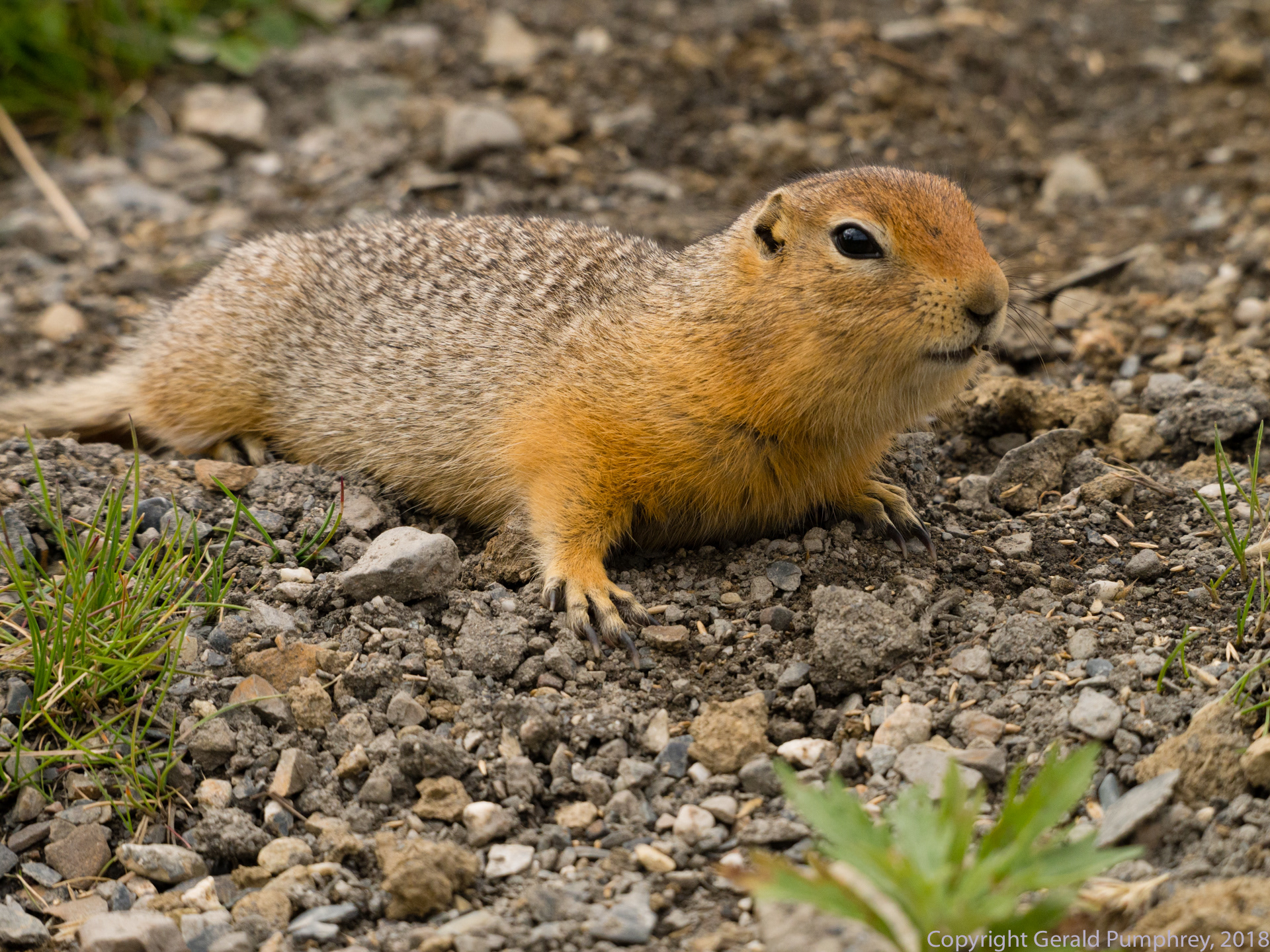 Arctic Ground Squirrel
