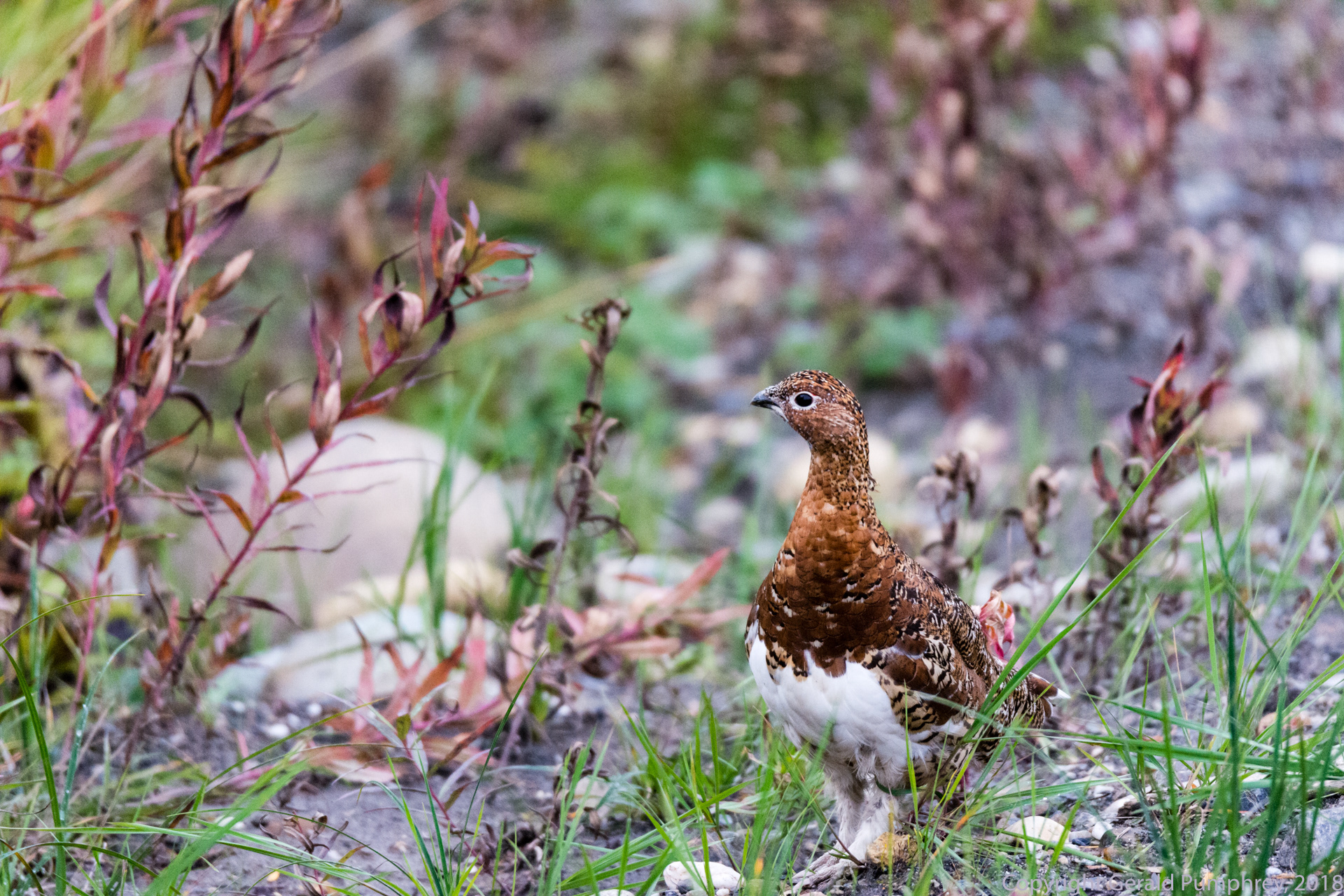 Willow Ptarmigan