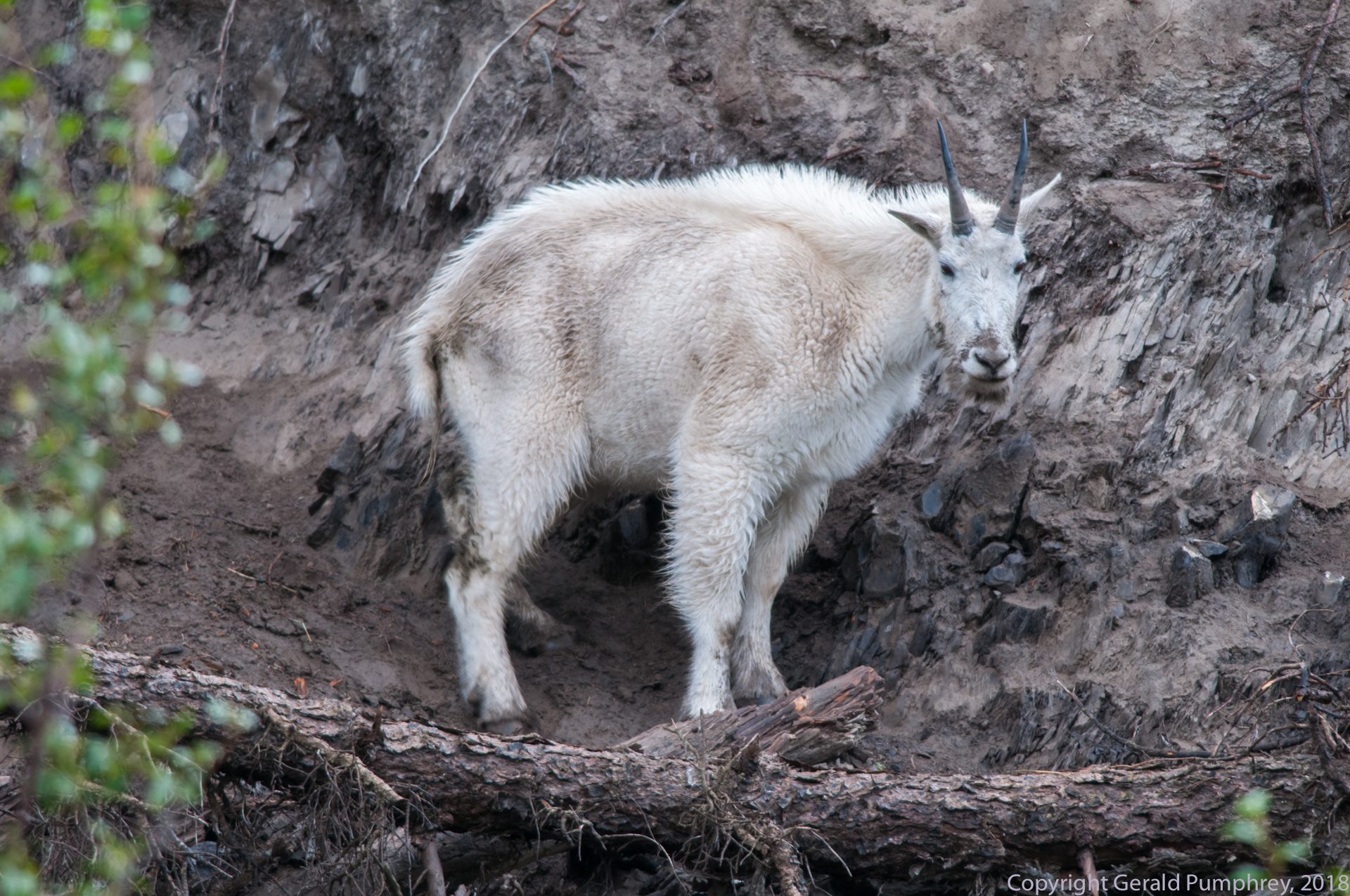 Mountain Goat