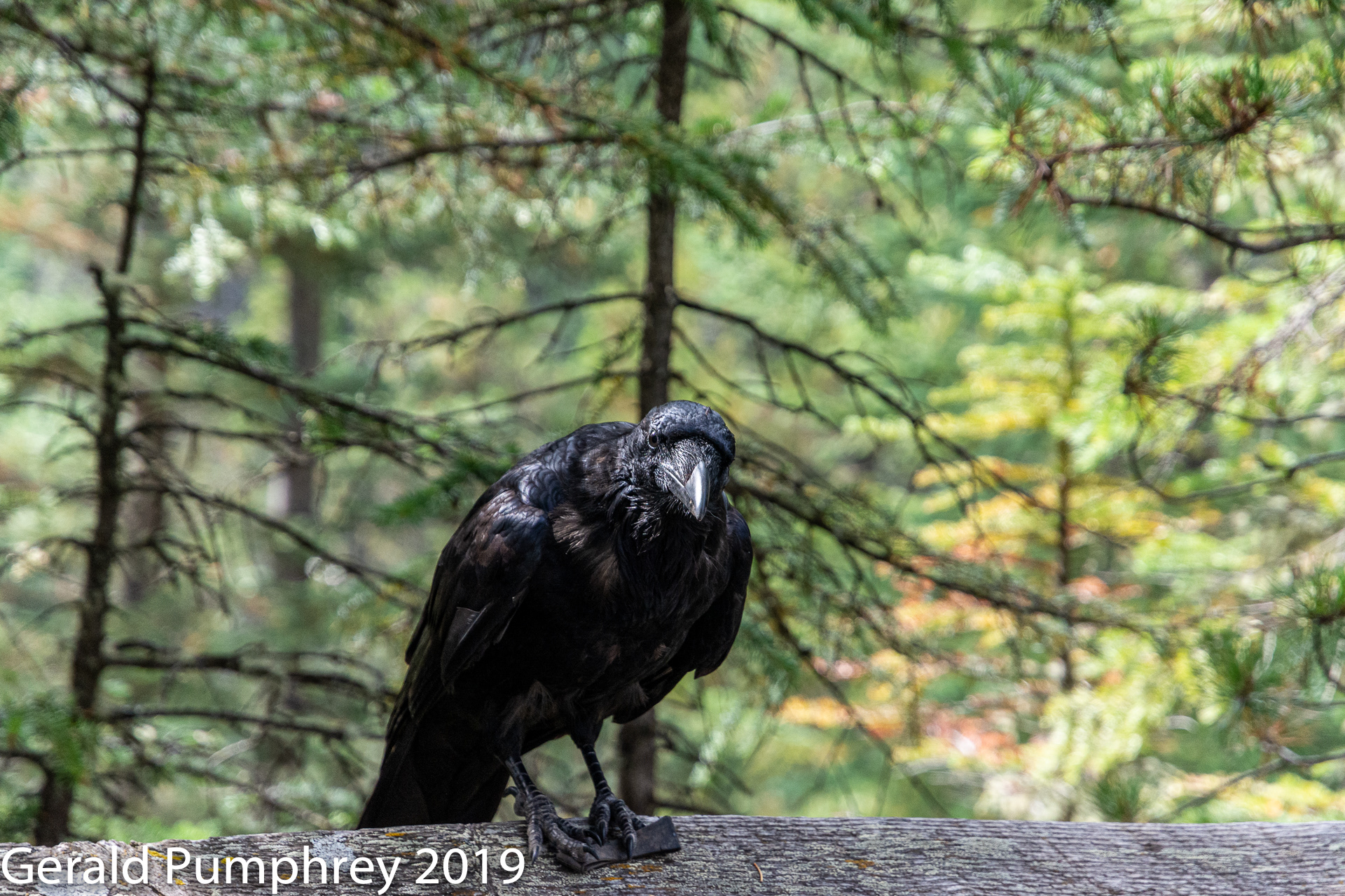 Raven