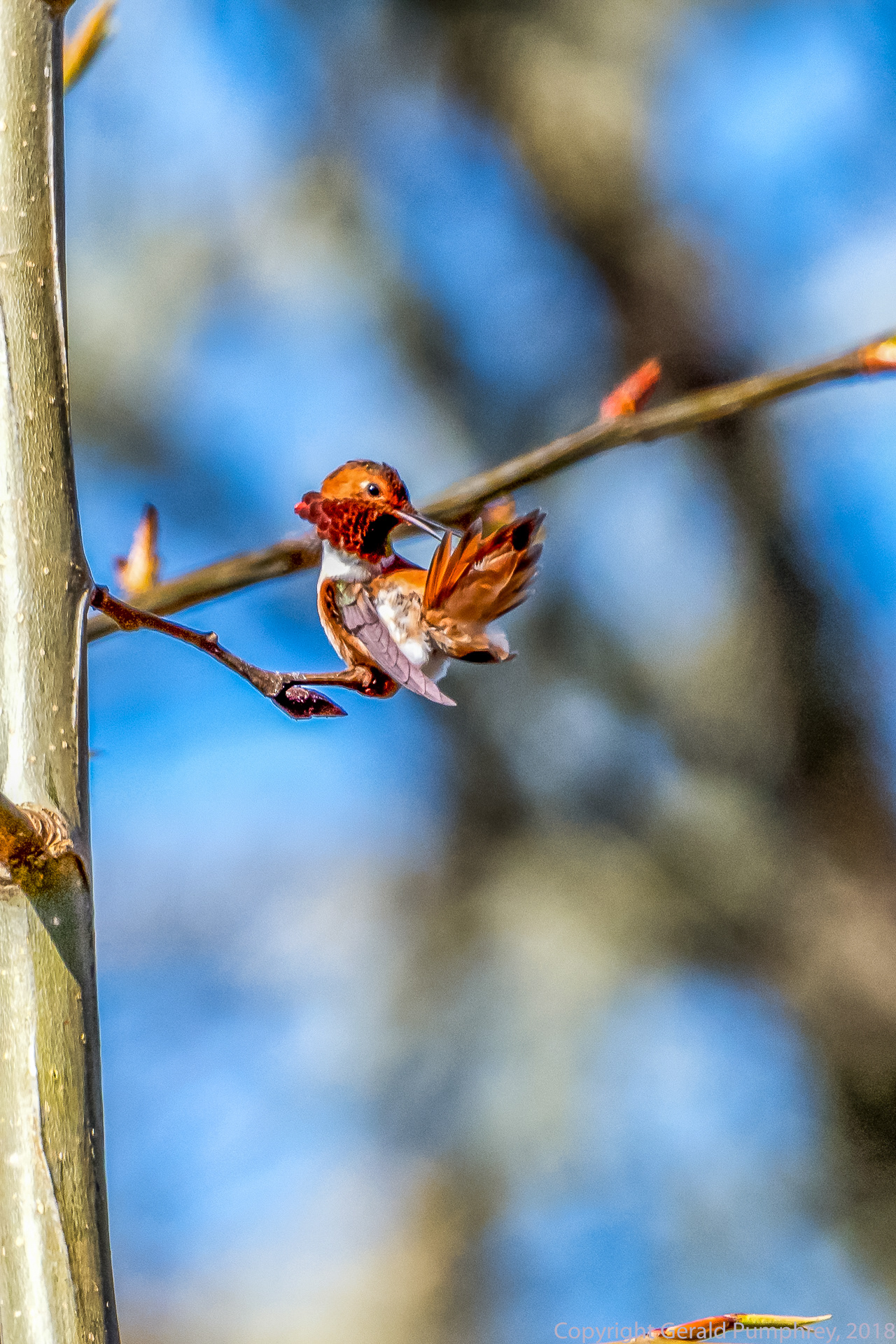 Rufous Hummingbird