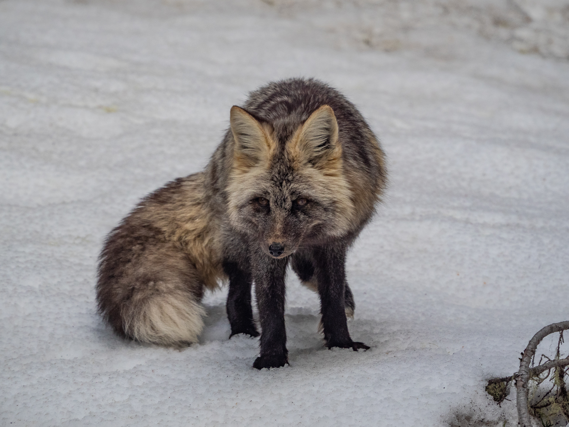 Cascade Red Fox