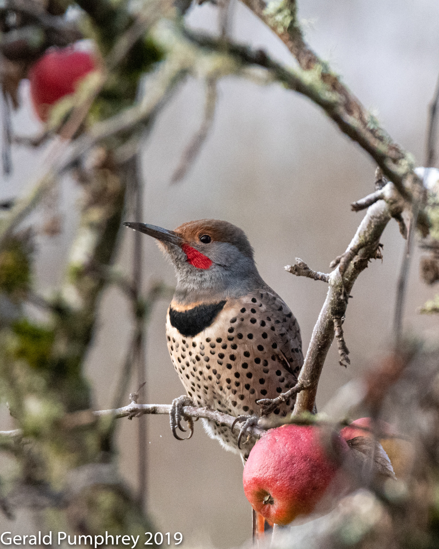 Northern Flicker